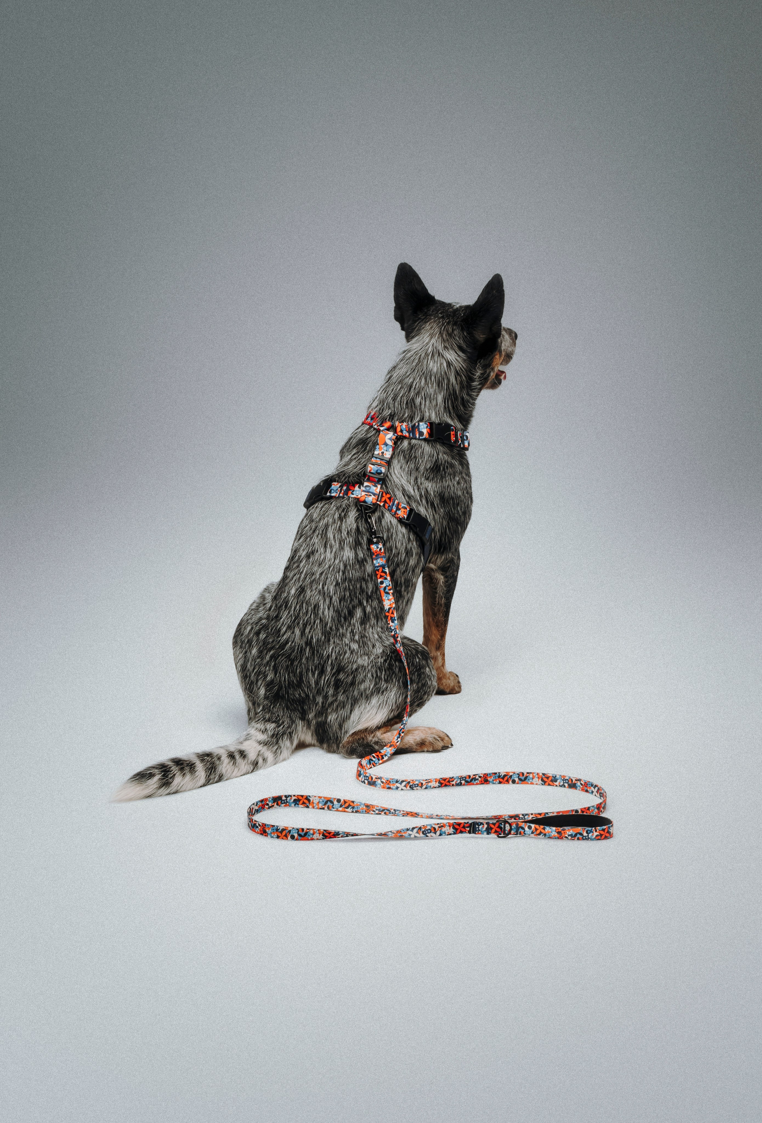 B&F. Амуниция. Семейный фотограф анималист Ананьева Мария — Москва