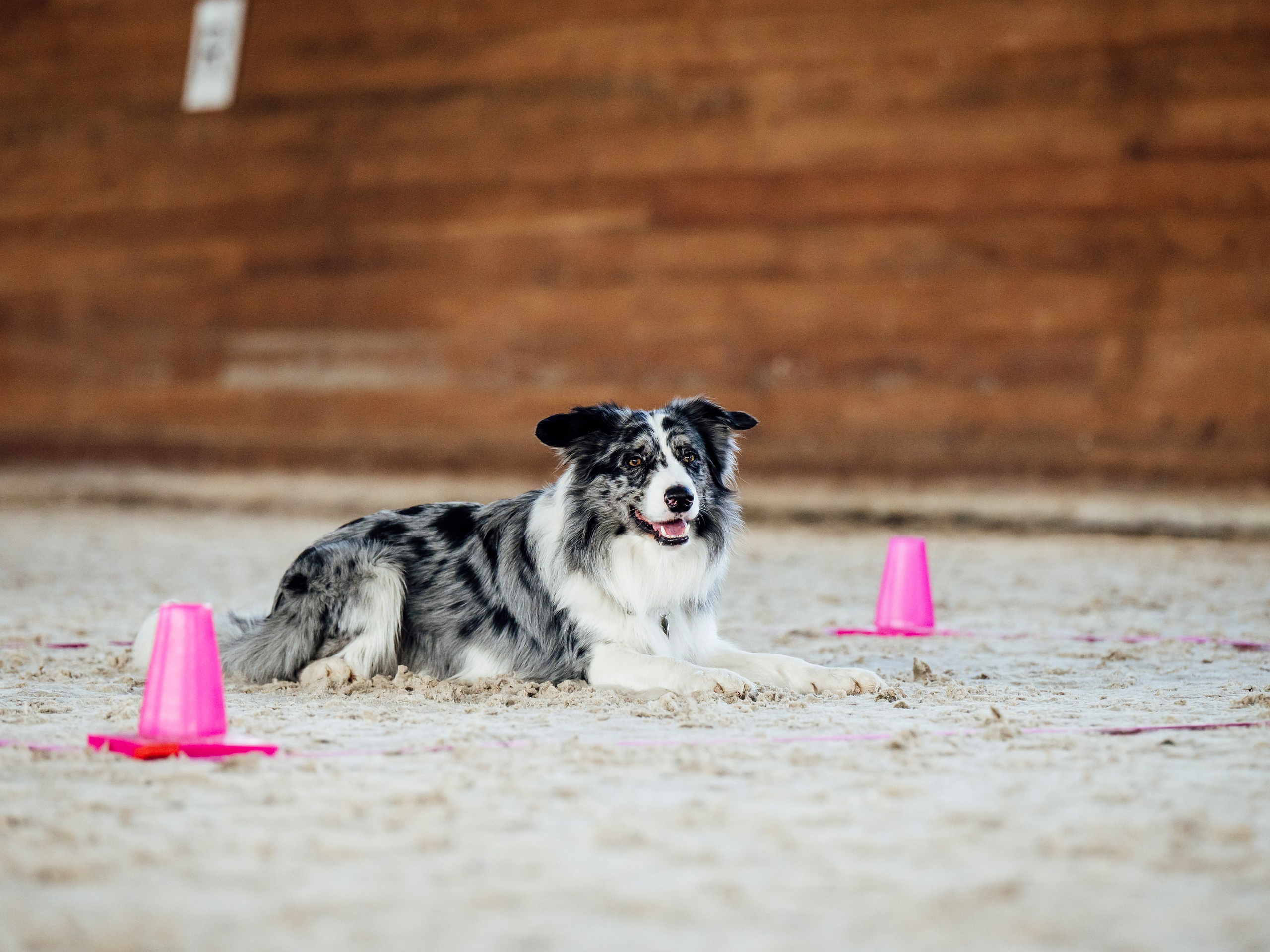 Обидиенс. Семейный фотограф анималист Ананьева Мария — Москва