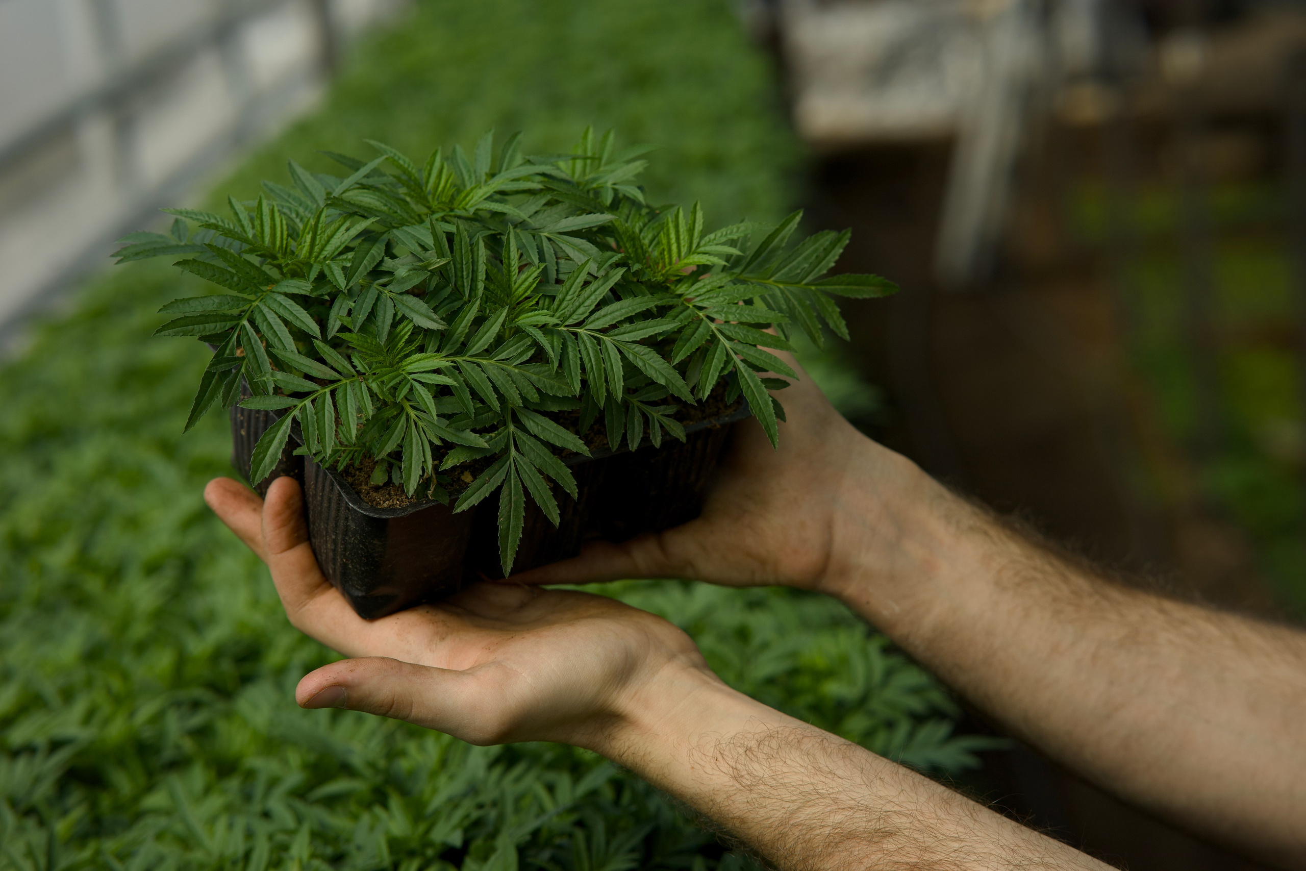 Съёмка для питомника растений «Лаки» под Екатеринбургом. Фотограф в Екатеринбурге: венчания, крещения, репортаж. Видео и трансляции. Официальный фотограф Екатеринбургской епархии