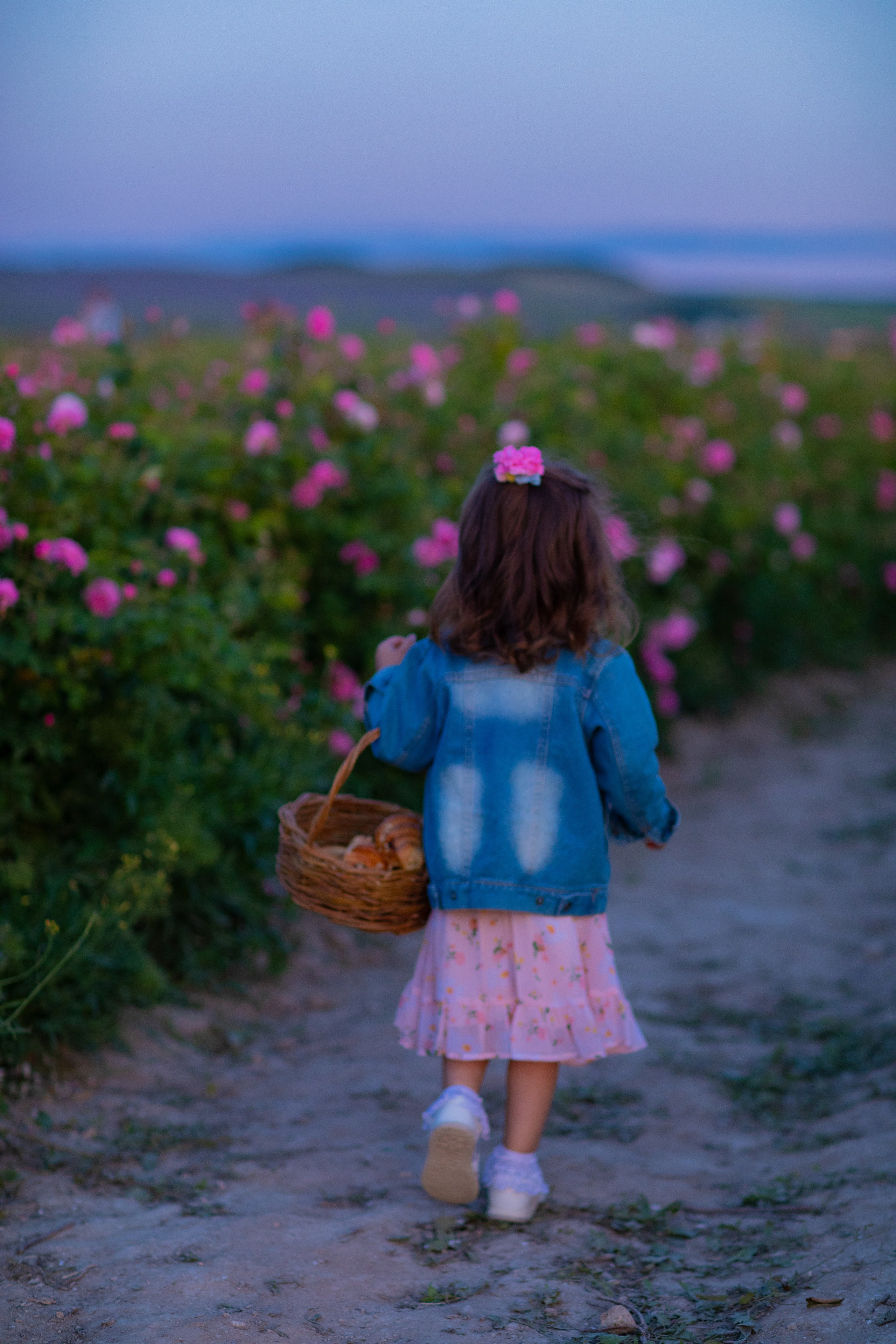 Чайная роза. Фотограф Севастополь/Крым Светлана Евтушенко