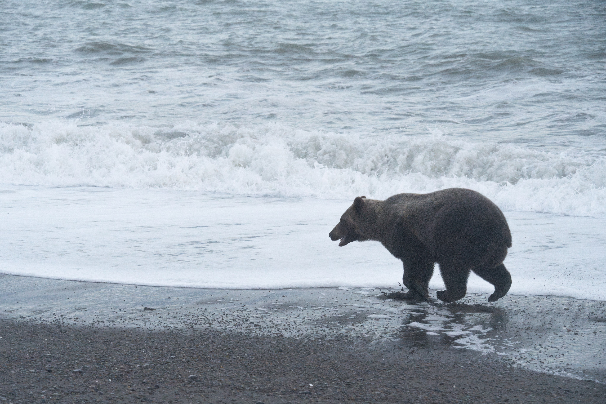 Анималистика. Gusarov Travel Photography
