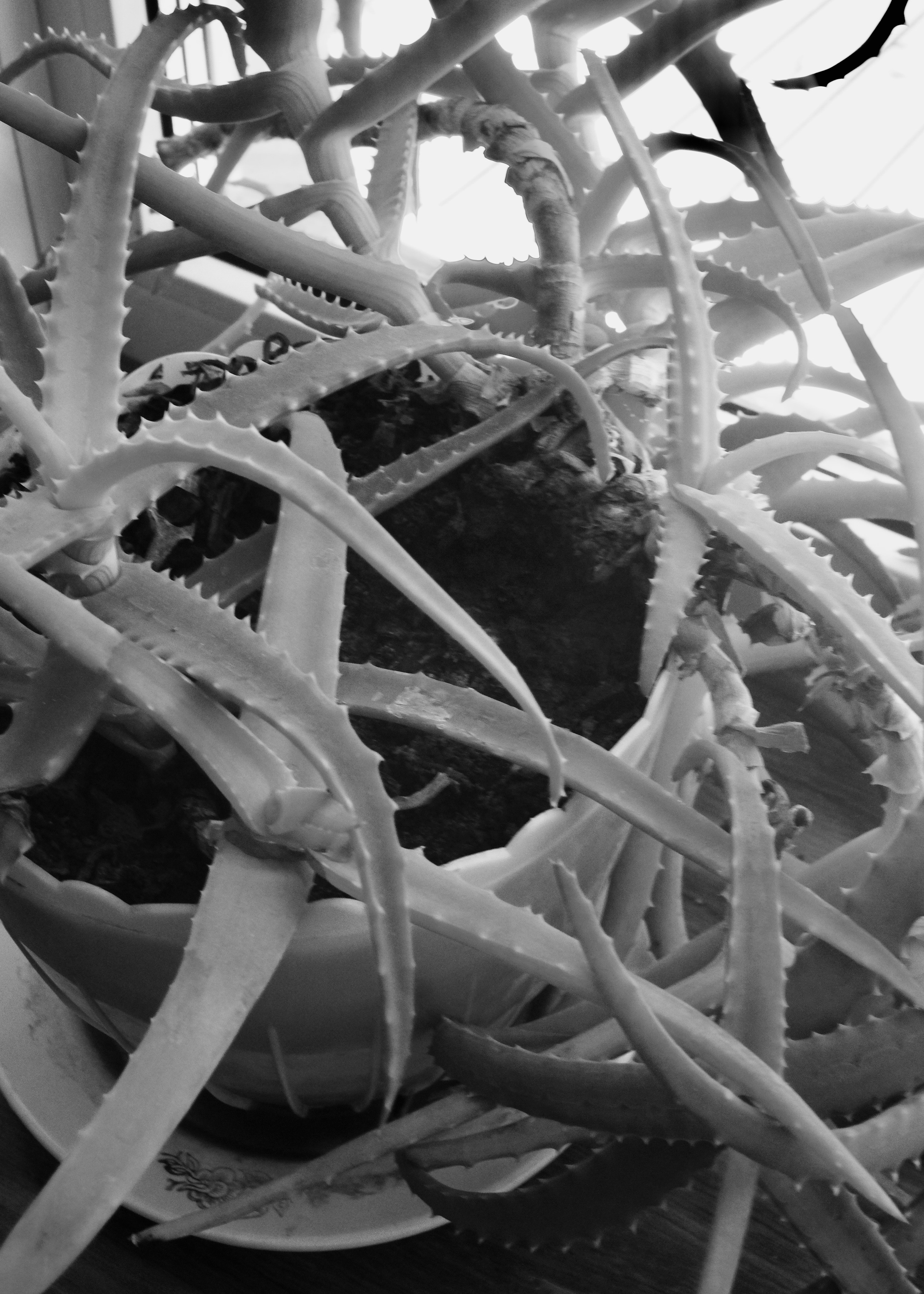 Frame 34 / 34 кадр. Художник Катерина Копейкина / Artist Katerina Kopeikina