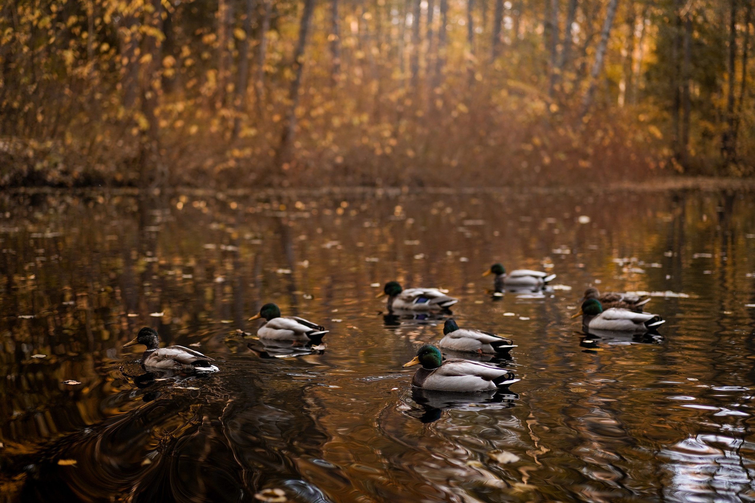 Оля Миша и шнауцеры. Фотограф-анималист в Санкт-Петербурге Яна Мартынова