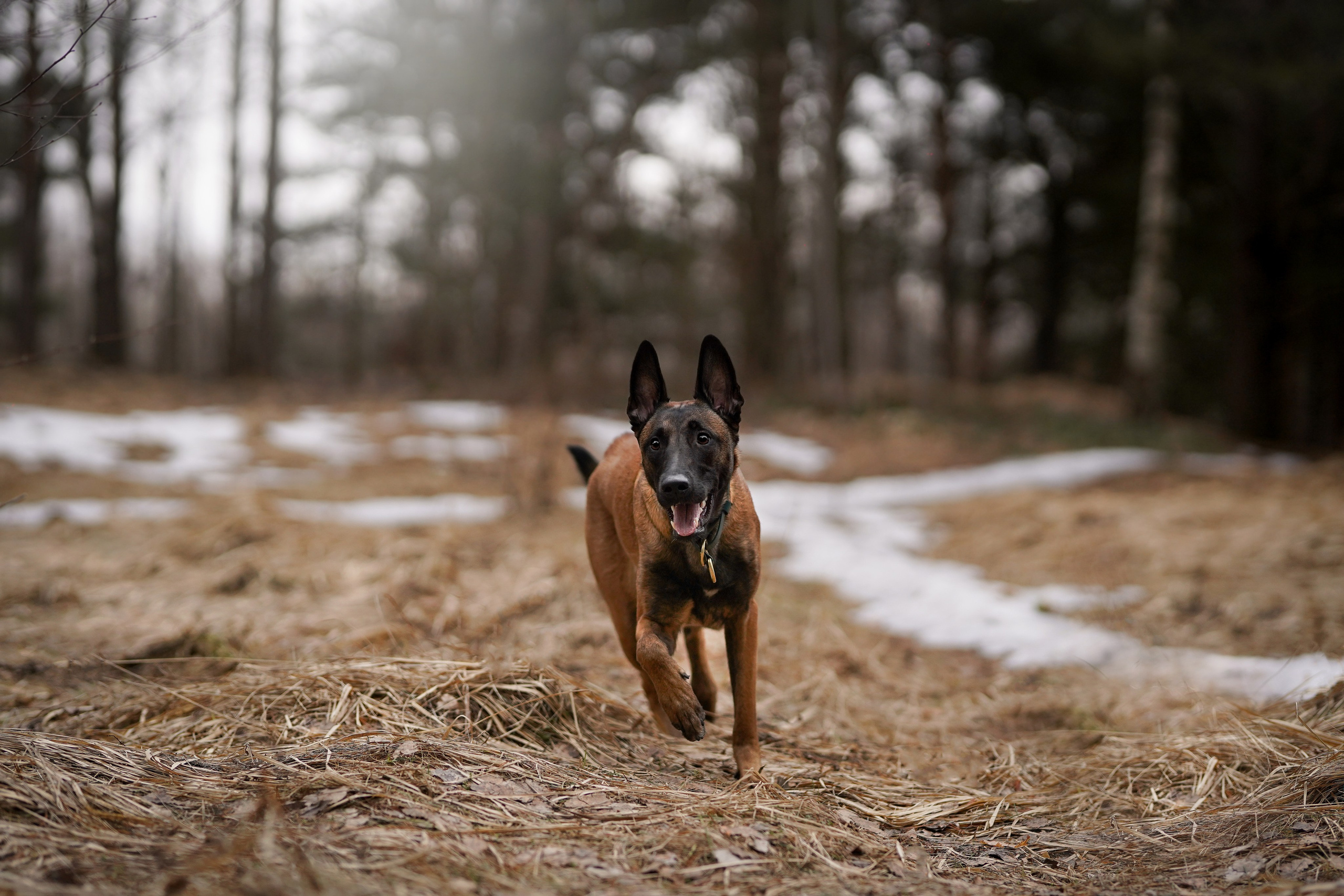 Панда и Эста. Фотограф-анималист в Санкт-Петербурге Яна Мартынова