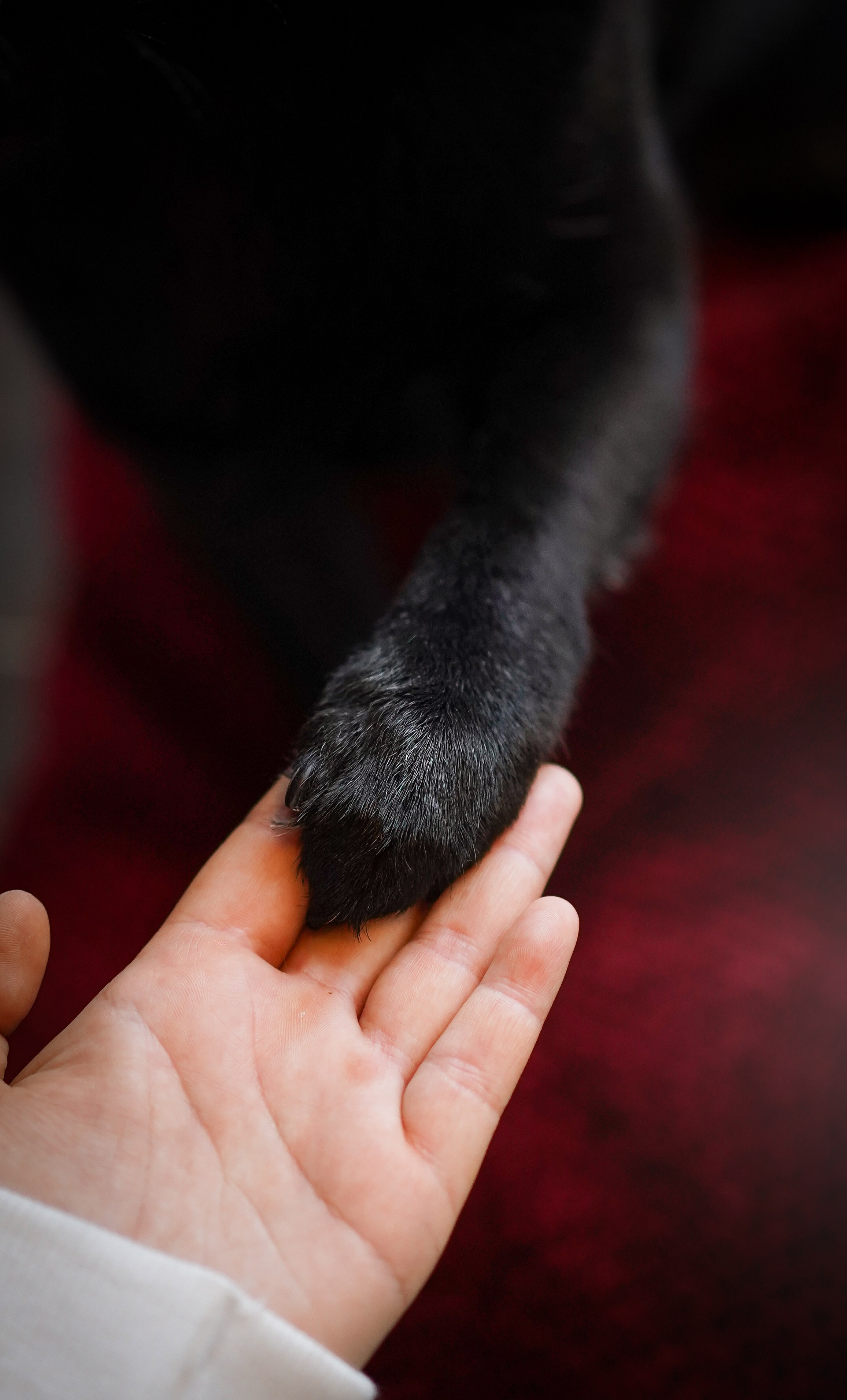 Аня и Арчи. Фотограф-анималист в Санкт-Петербурге Яна Мартынова