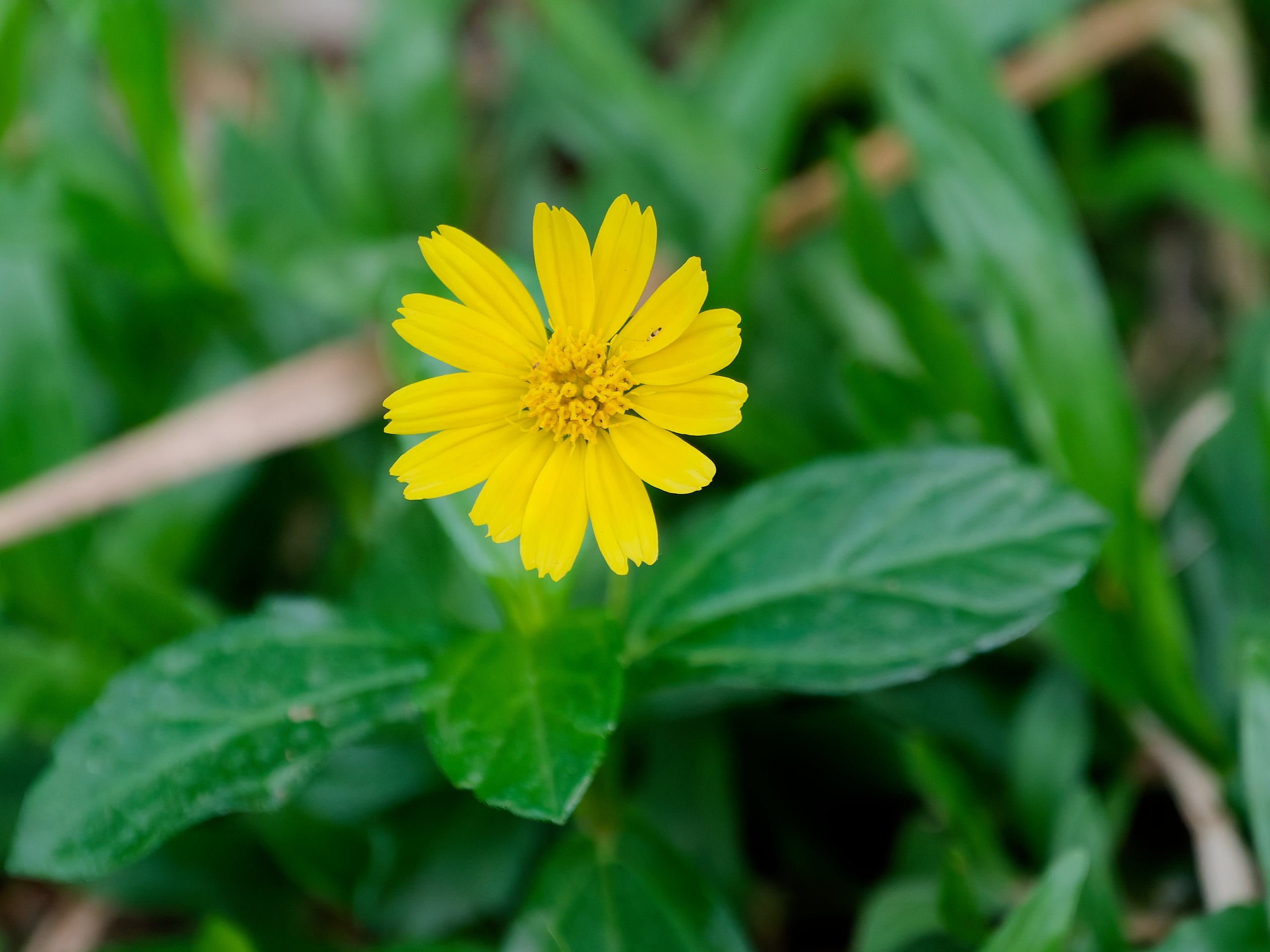Хайнань 2026, флора, цветы и деревья. Фотопрогулки по Миру
