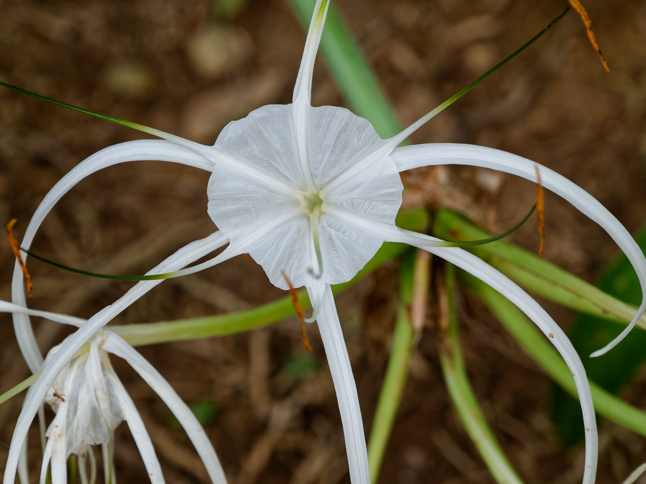 Хайнань 2026, флора, цветы и деревья. Фотопрогулки по Миру