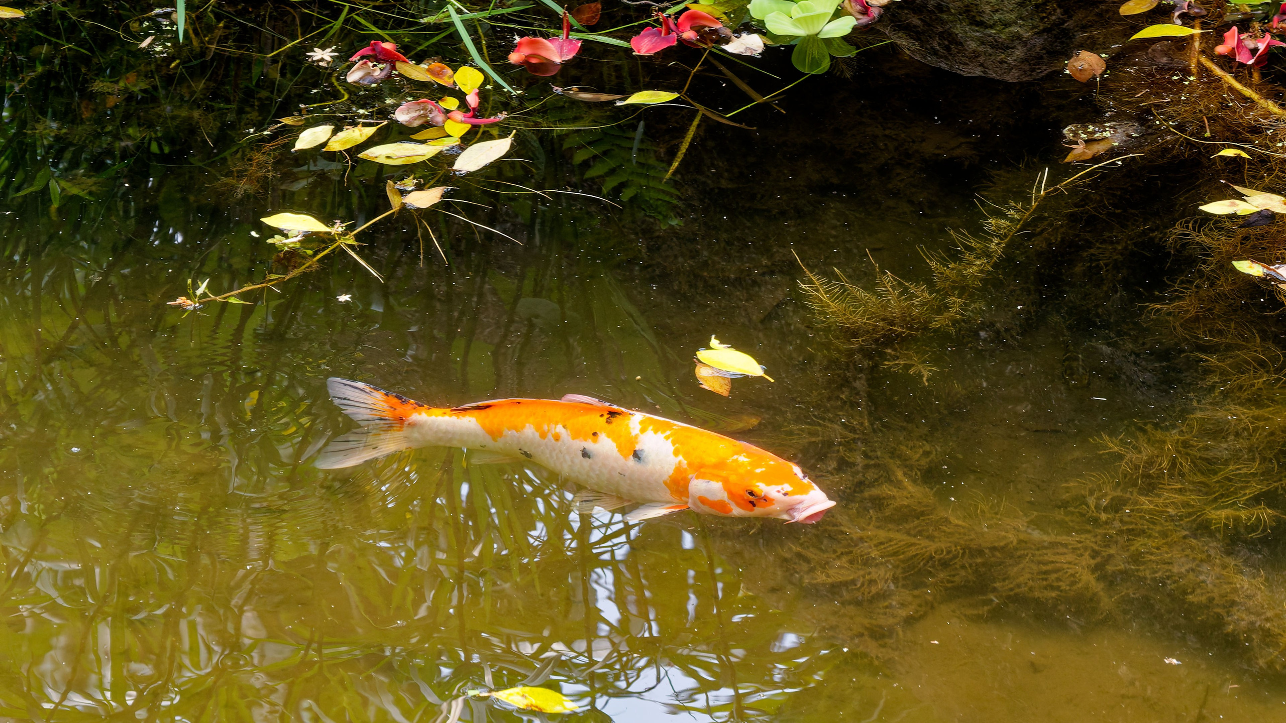 Хайнань 2026, Золотые рыбки в реке отеля. Фотопрогулки по Миру