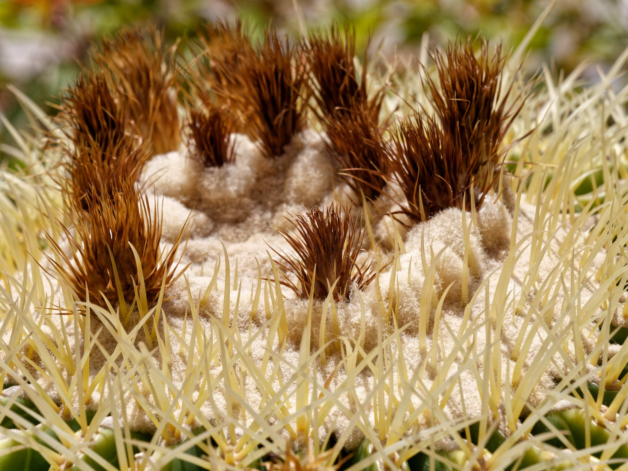 Шарм-эль-Шейх 2024. Избранные фотографии