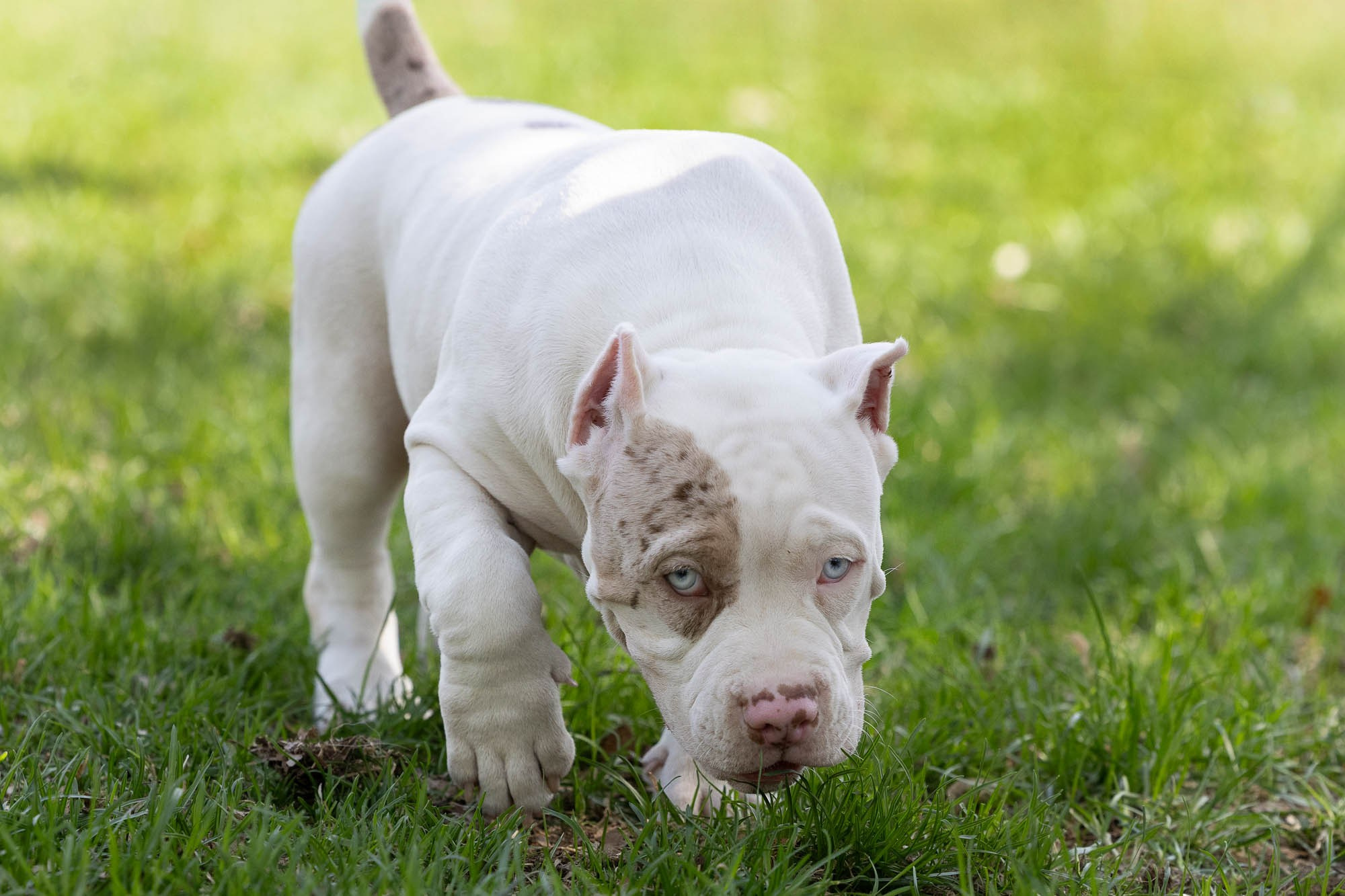 Щенки. Виктория Михайловская. Фотограф-анималист. Москва