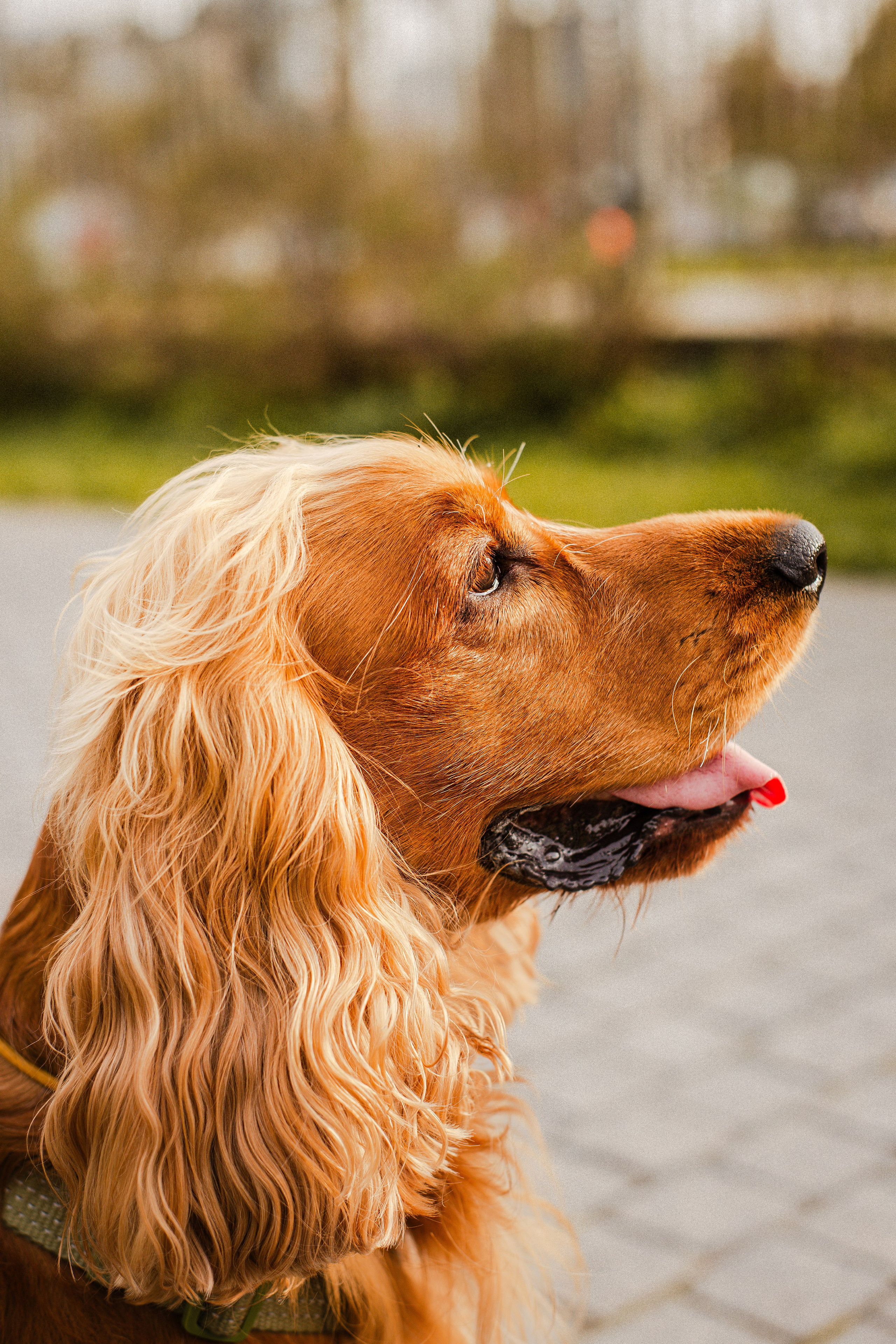 Арина, Паша и Арчер. Фотограф-анималист Мария Баркевич | Москва
