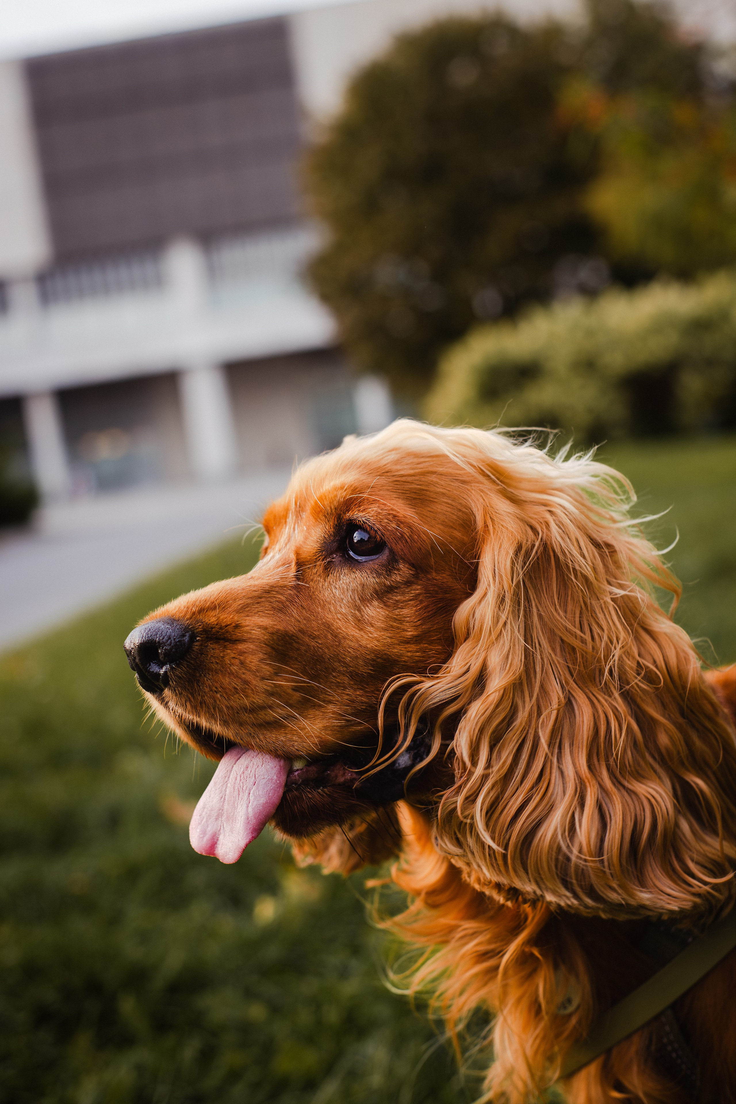 Арина, Паша и Арчер. Фотограф-анималист Мария Баркевич | Москва