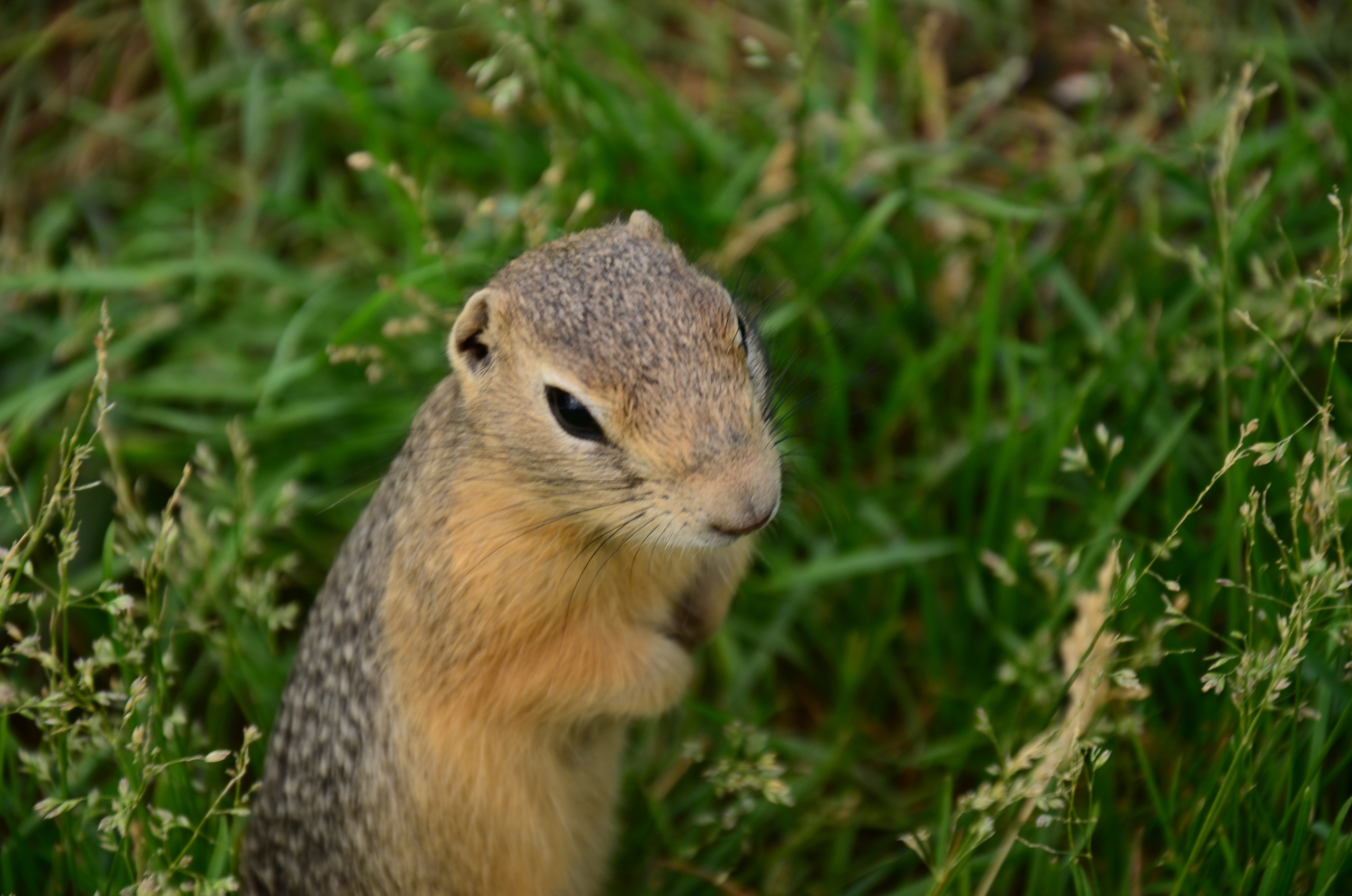 Дары природы. Фотограф viktor viktor