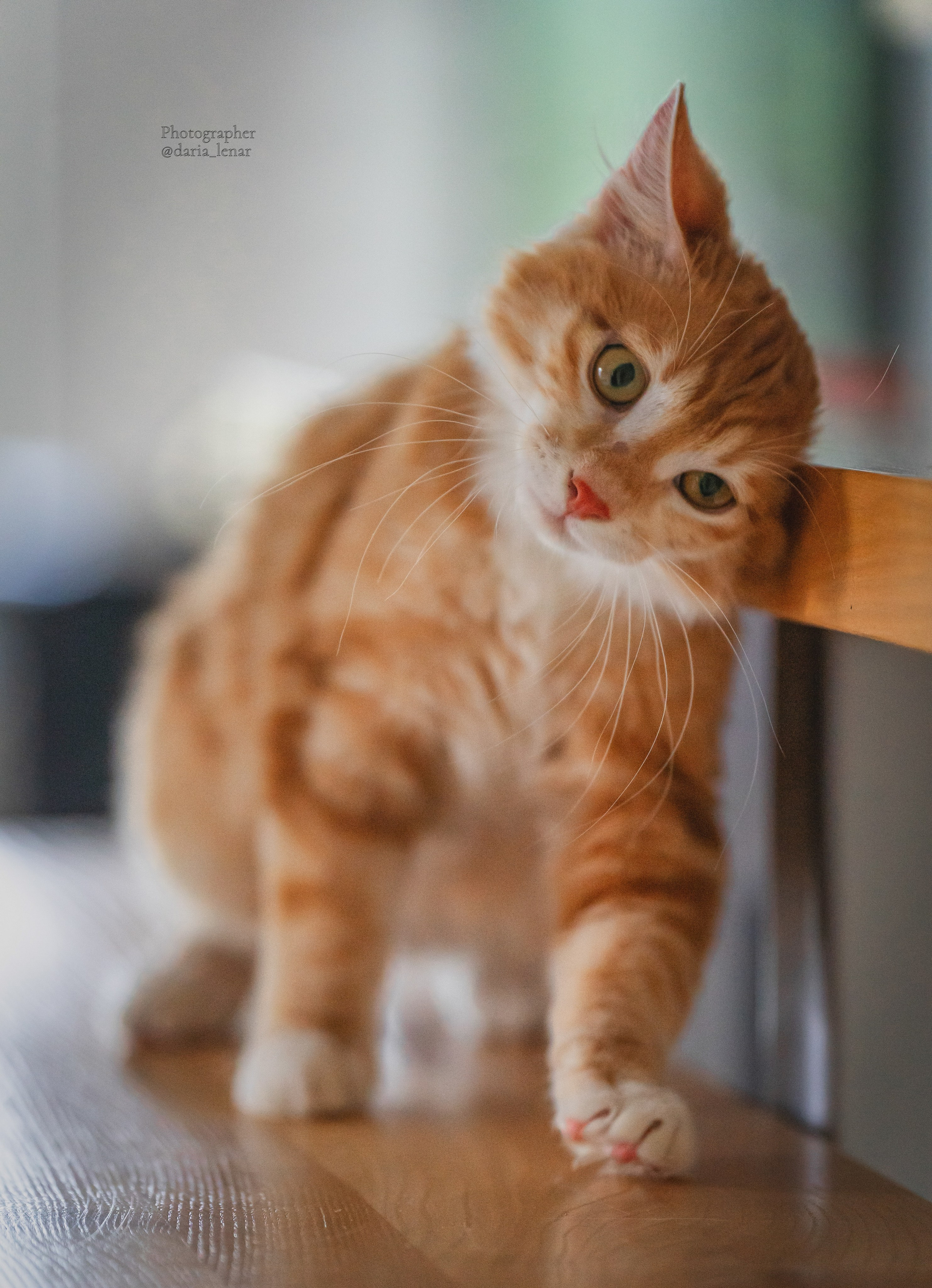 Питомник Курильских бобтейлов. Фотограф в Москве Ленарская Дарья