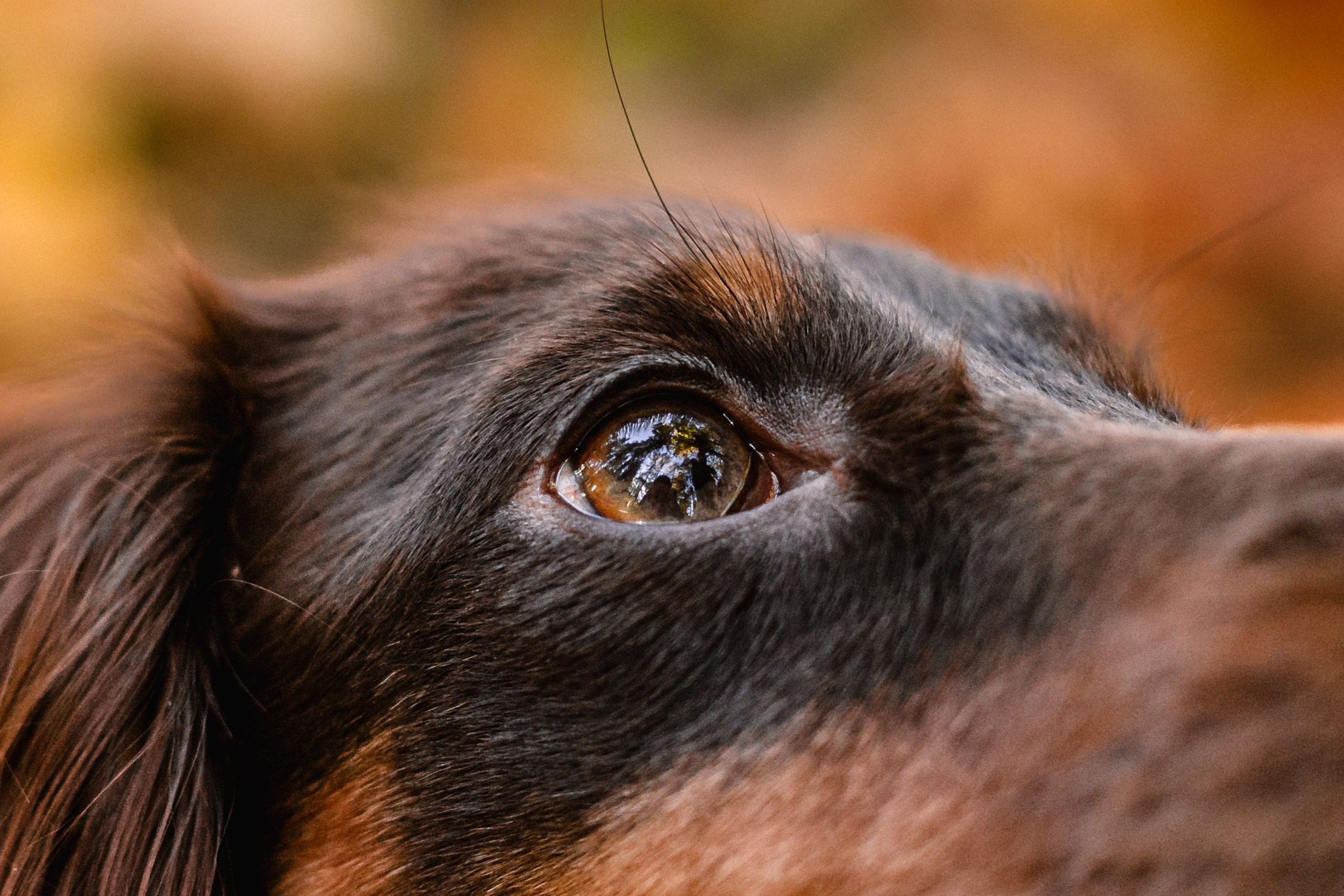 Света, Хайди, Богдана. Фотограф-анималист Татьяна Степанова
