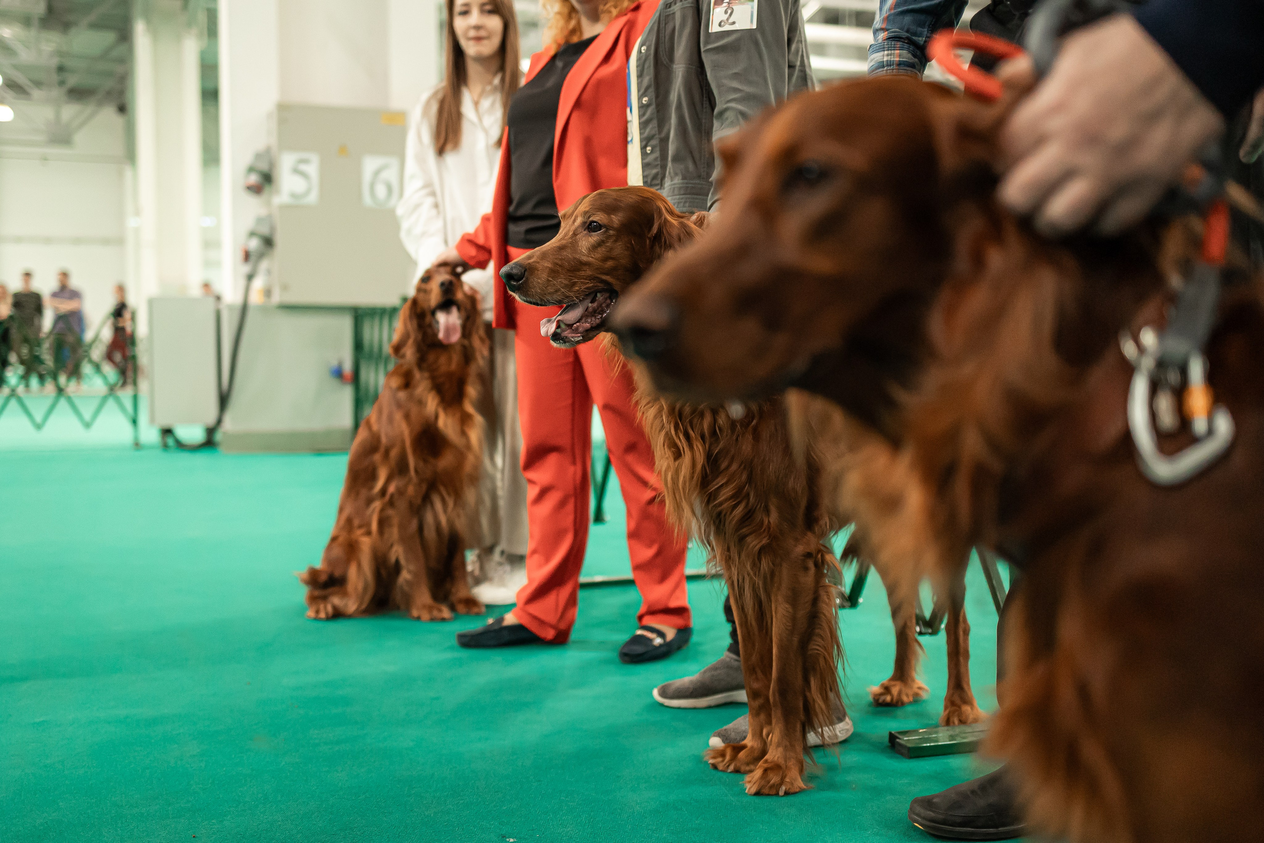 Выставка сеттеров 19.05.24