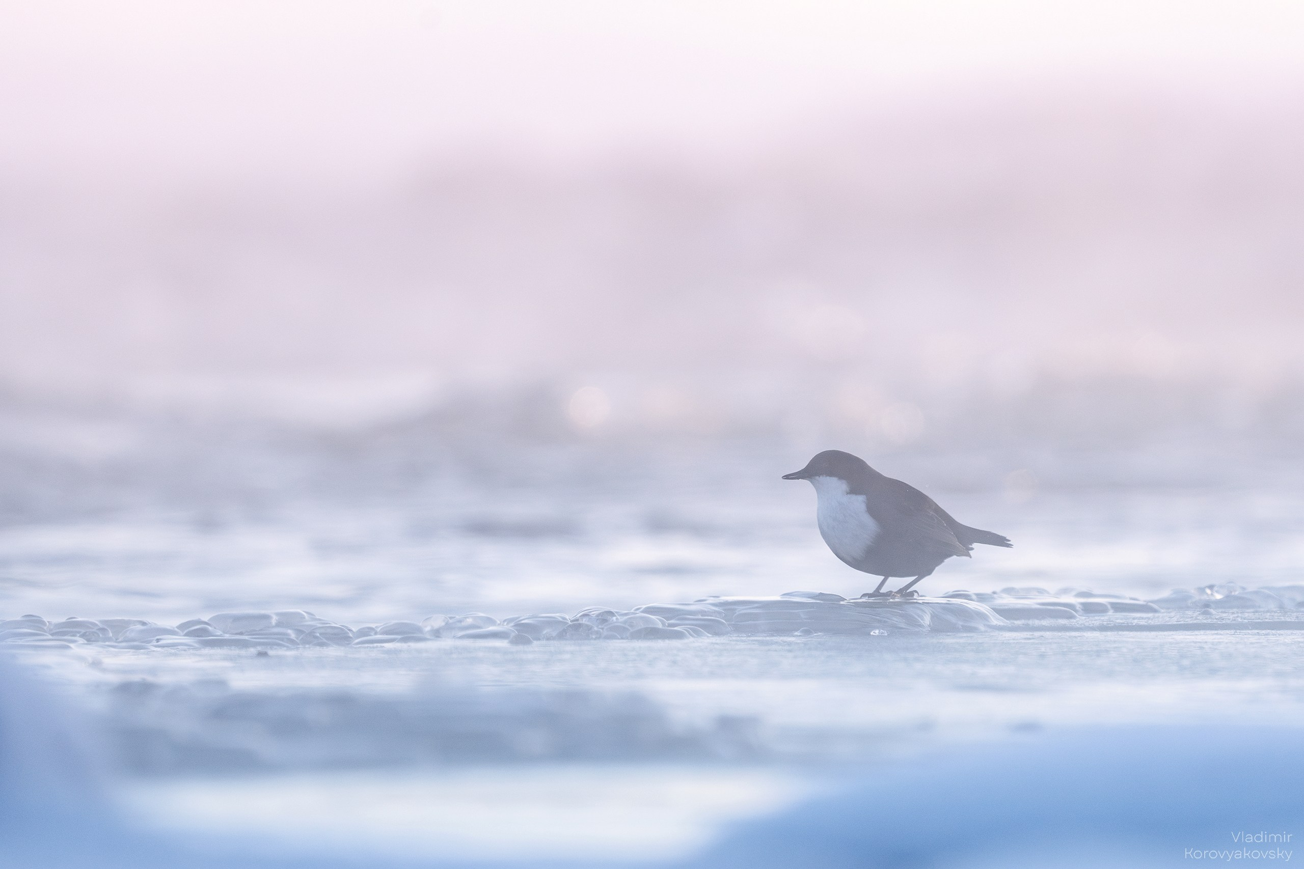 Животные. Фотограф Владимир Коровяковский