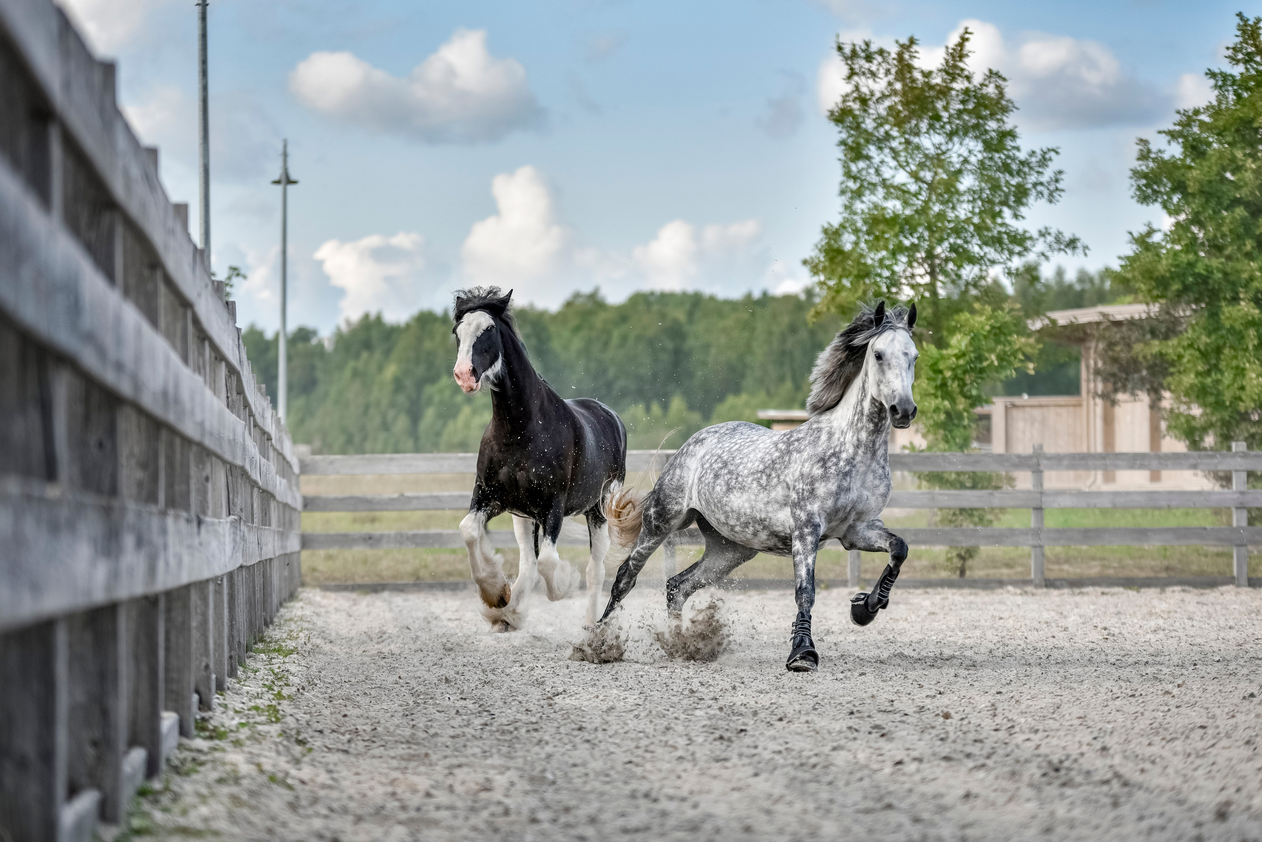 Лошади на свободе, съемка лошадей, экстерьерная съемка, фотосессия