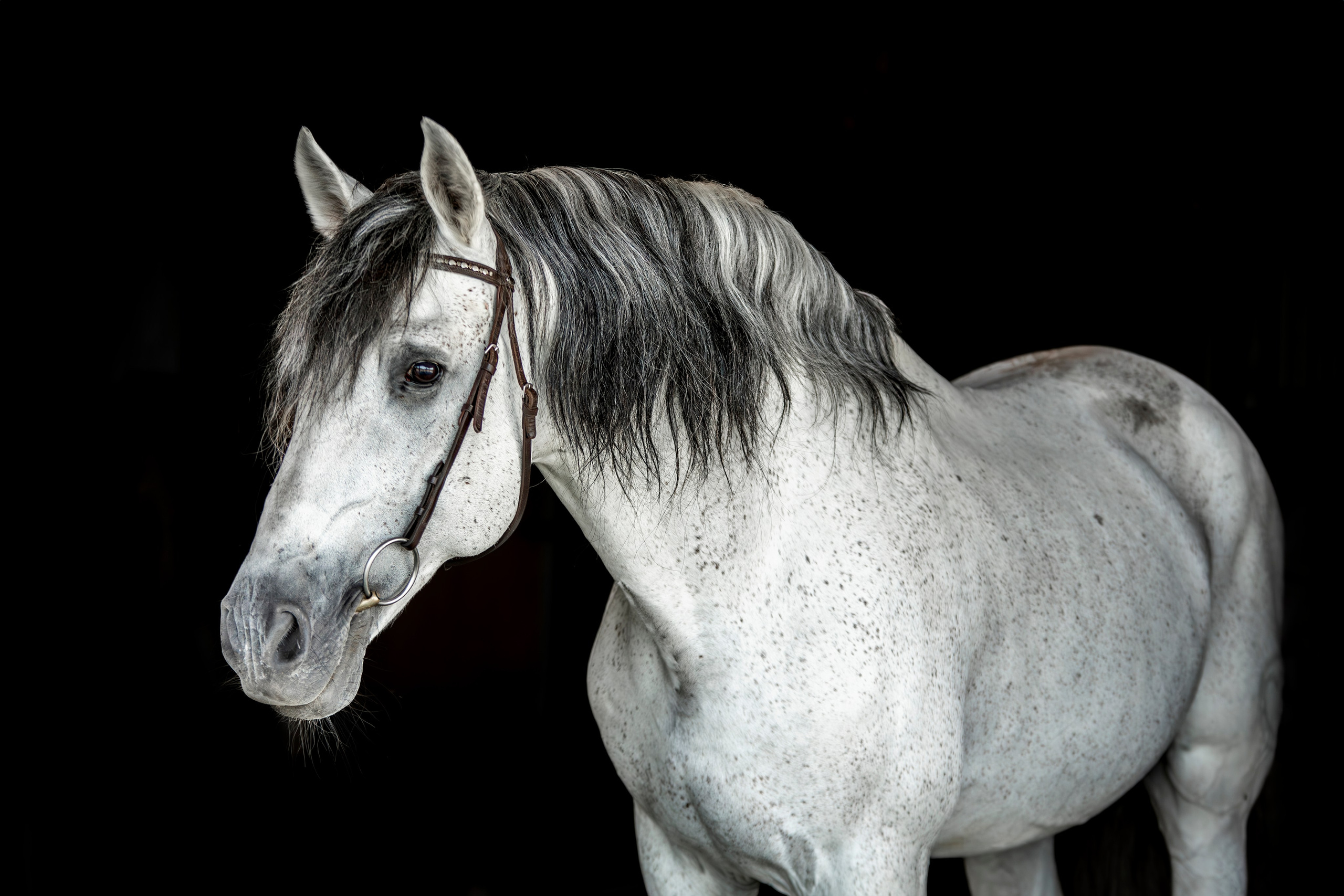 Лошади на свободе, съемка лошадей, экстерьерная съемка, фотосессия