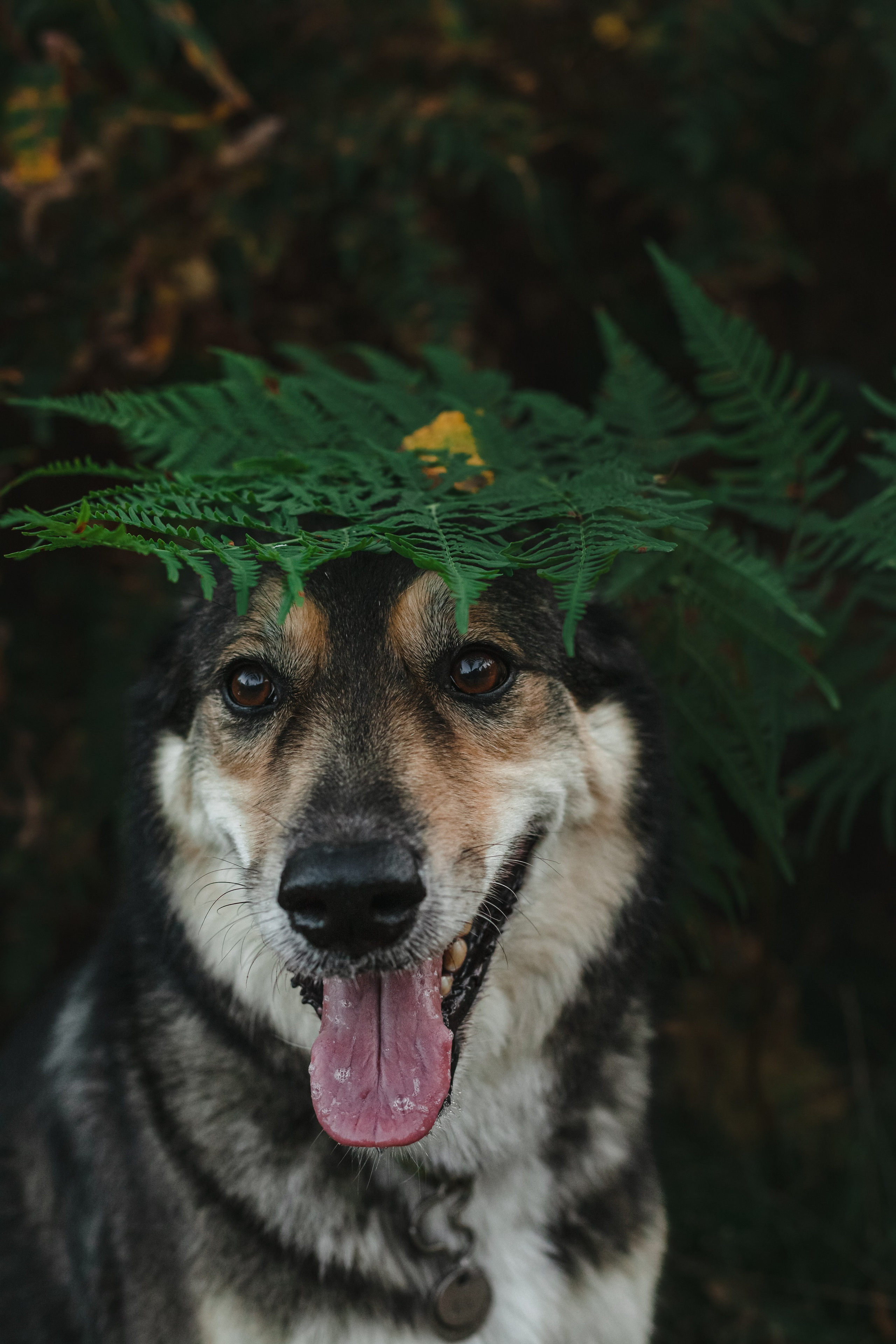 Фотопрогулка в Ленобласти. Фотограф-анималист Татьяна Степанова