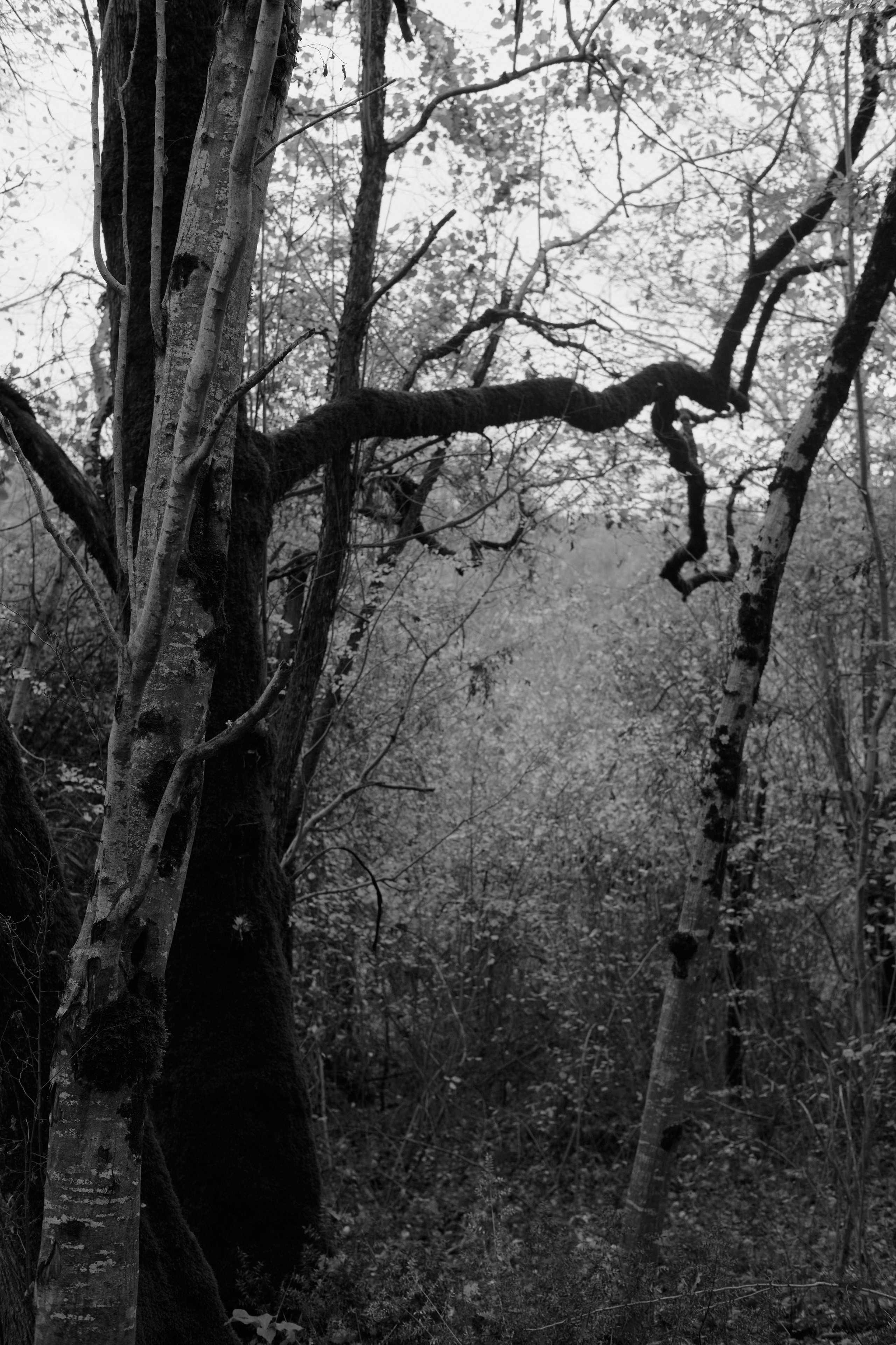 Юлия Микка. Barsukov