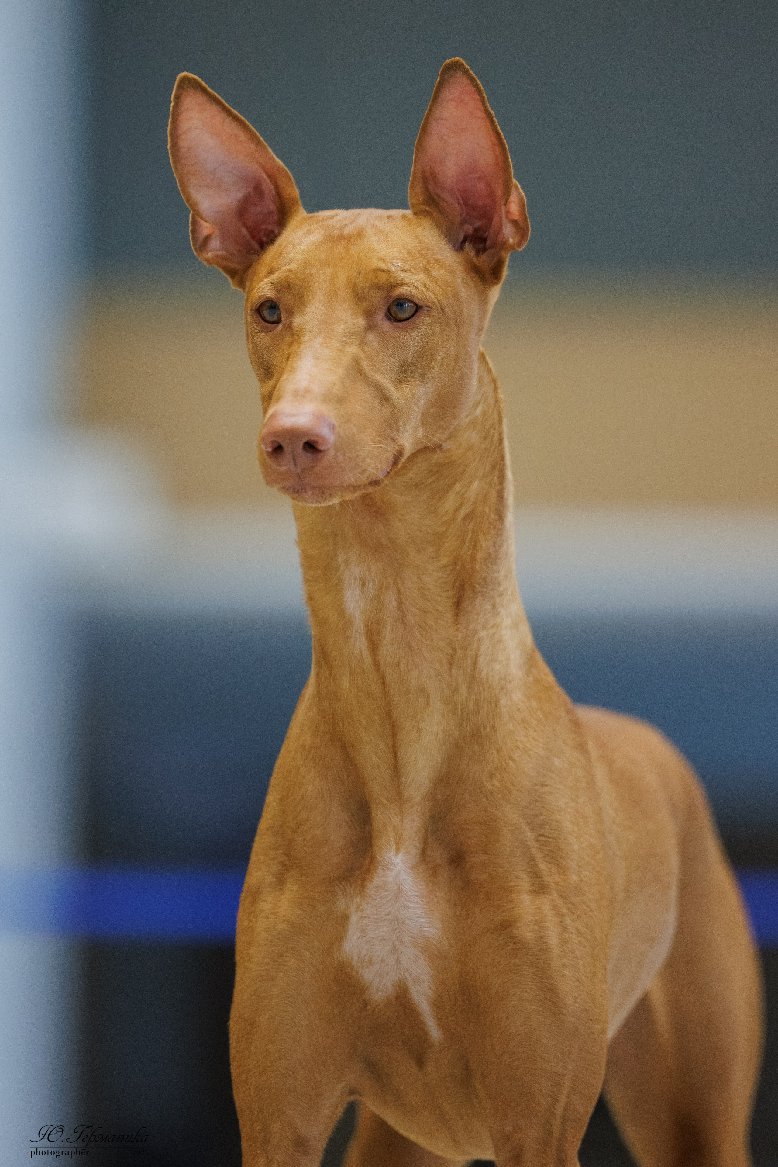 Астана 2хCACIB 3-4.05.2025. Фотограф-анималист Юлия Германика