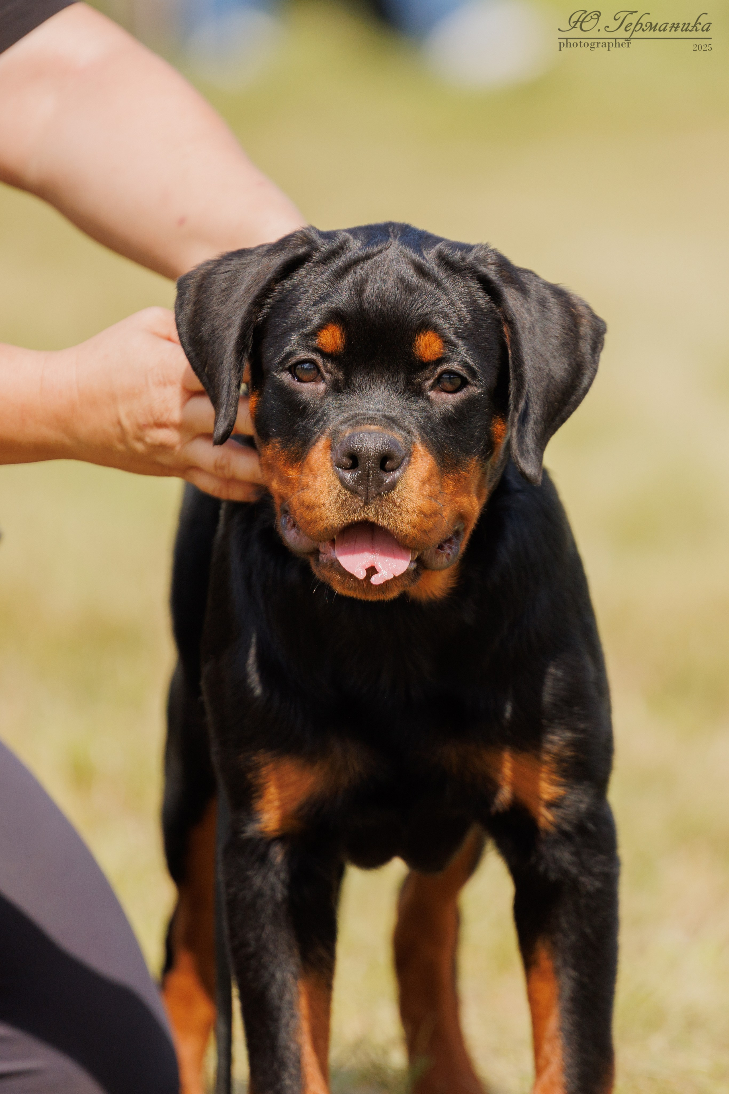 Рязань 2хмоно ротвейлеры 16-17.08.2025. Фотограф-анималист Юлия Германика