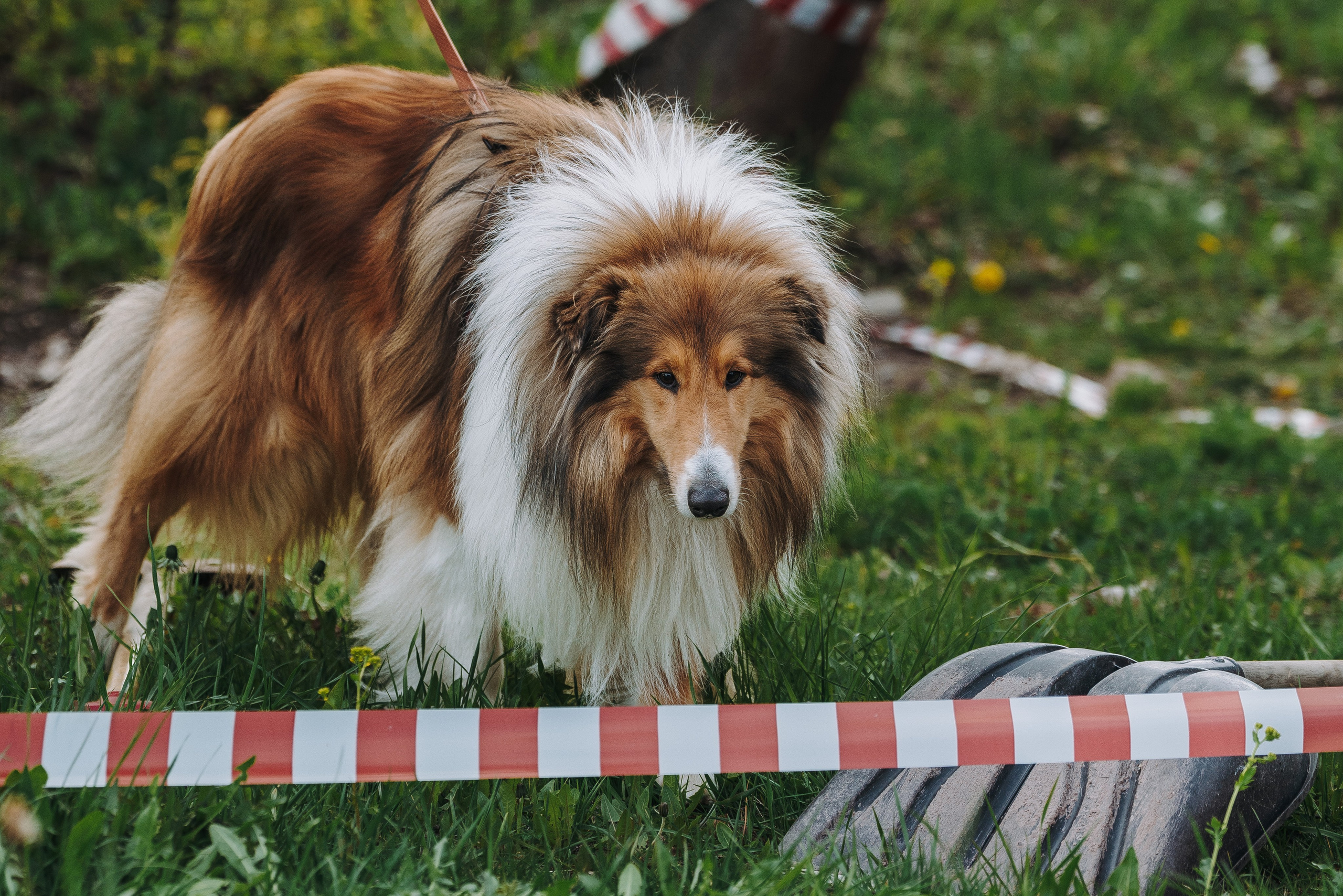 Соревнования по ноузворку в Лосево. Фотограф анималист в Спб недорого Олеся Майорова