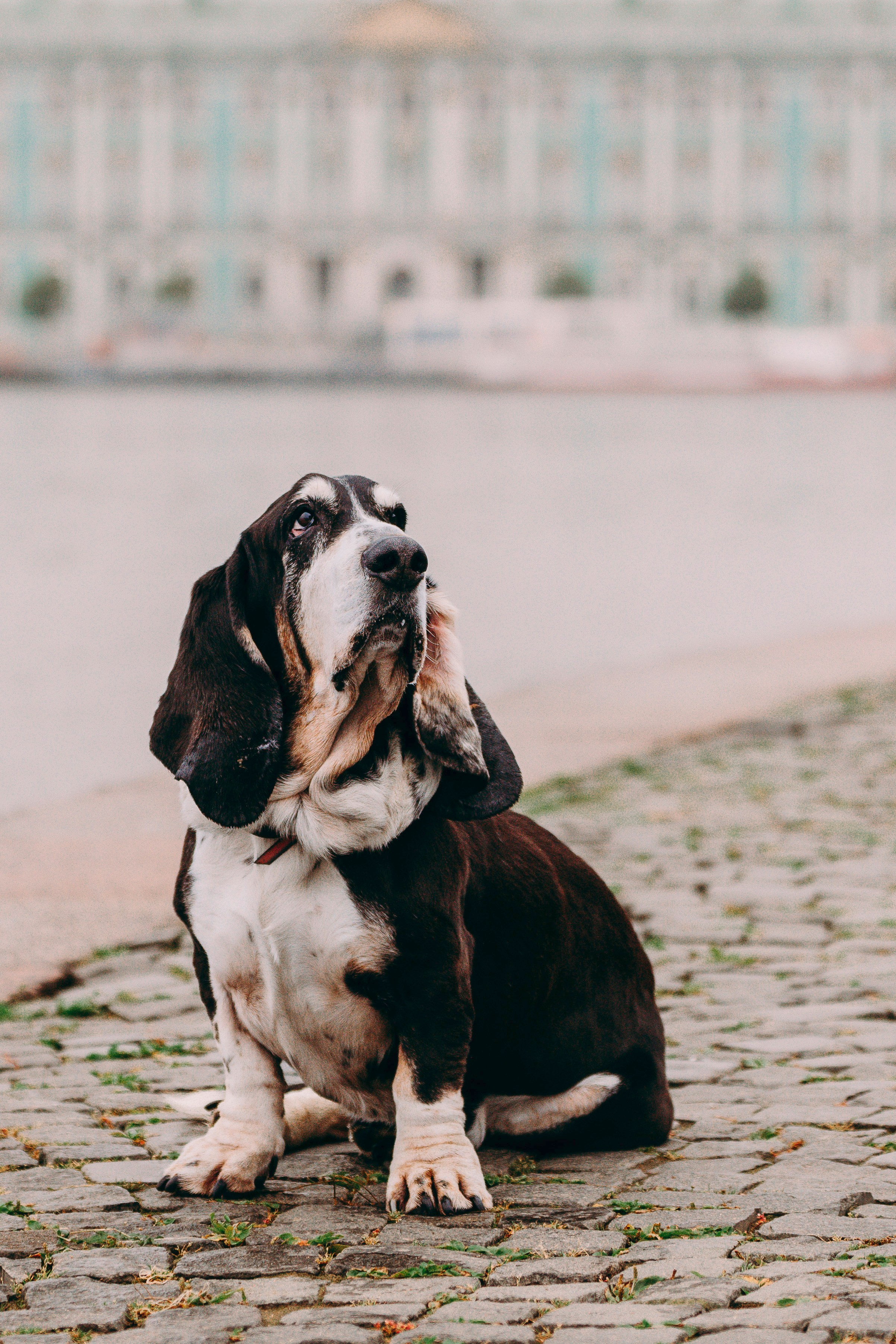 Елизавета и Епифан. Фотограф анималист в Спб недорого Олеся Майорова