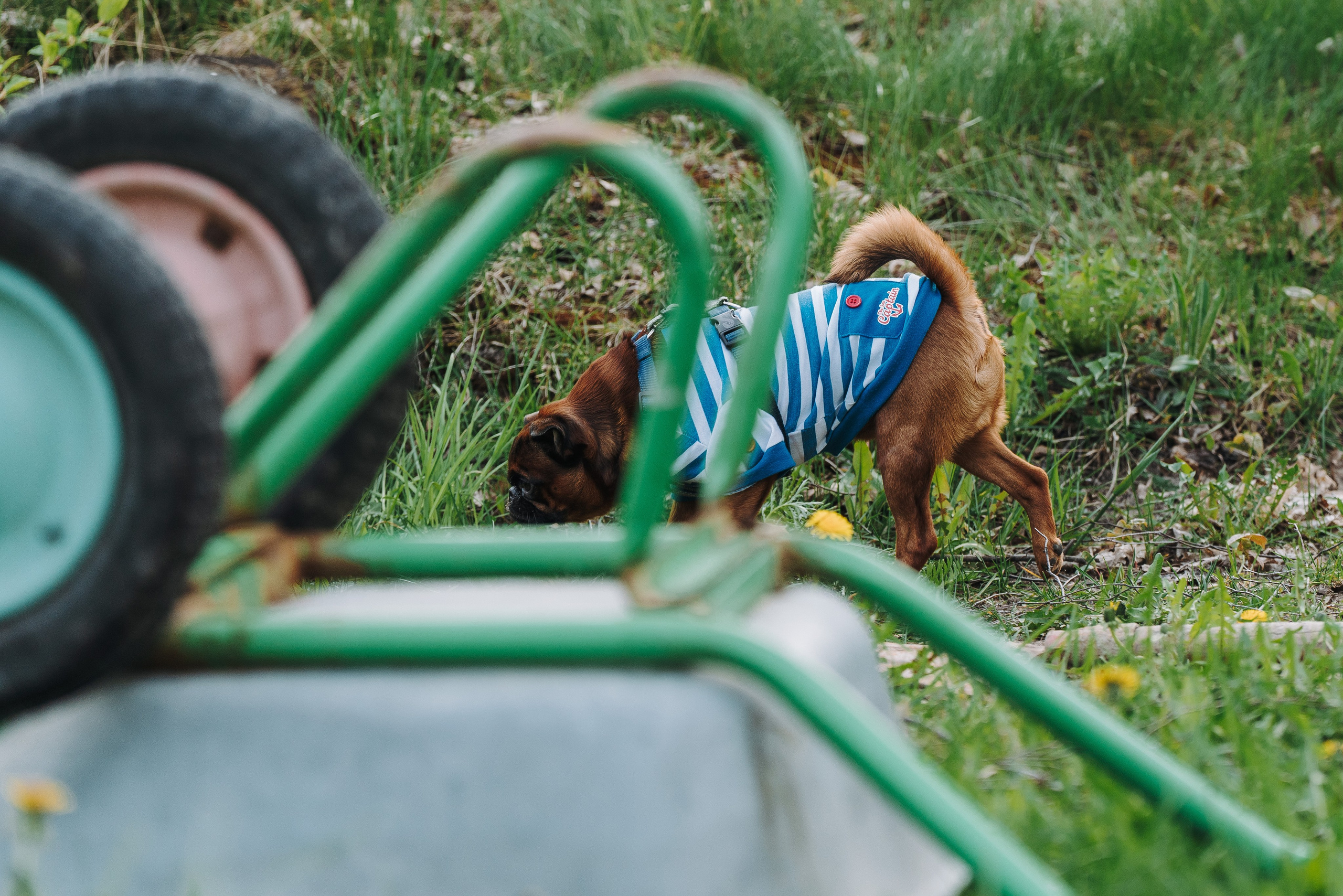 Соревнования по ноузворку в Лосево. Фотограф анималист в Спб недорого Олеся Майорова