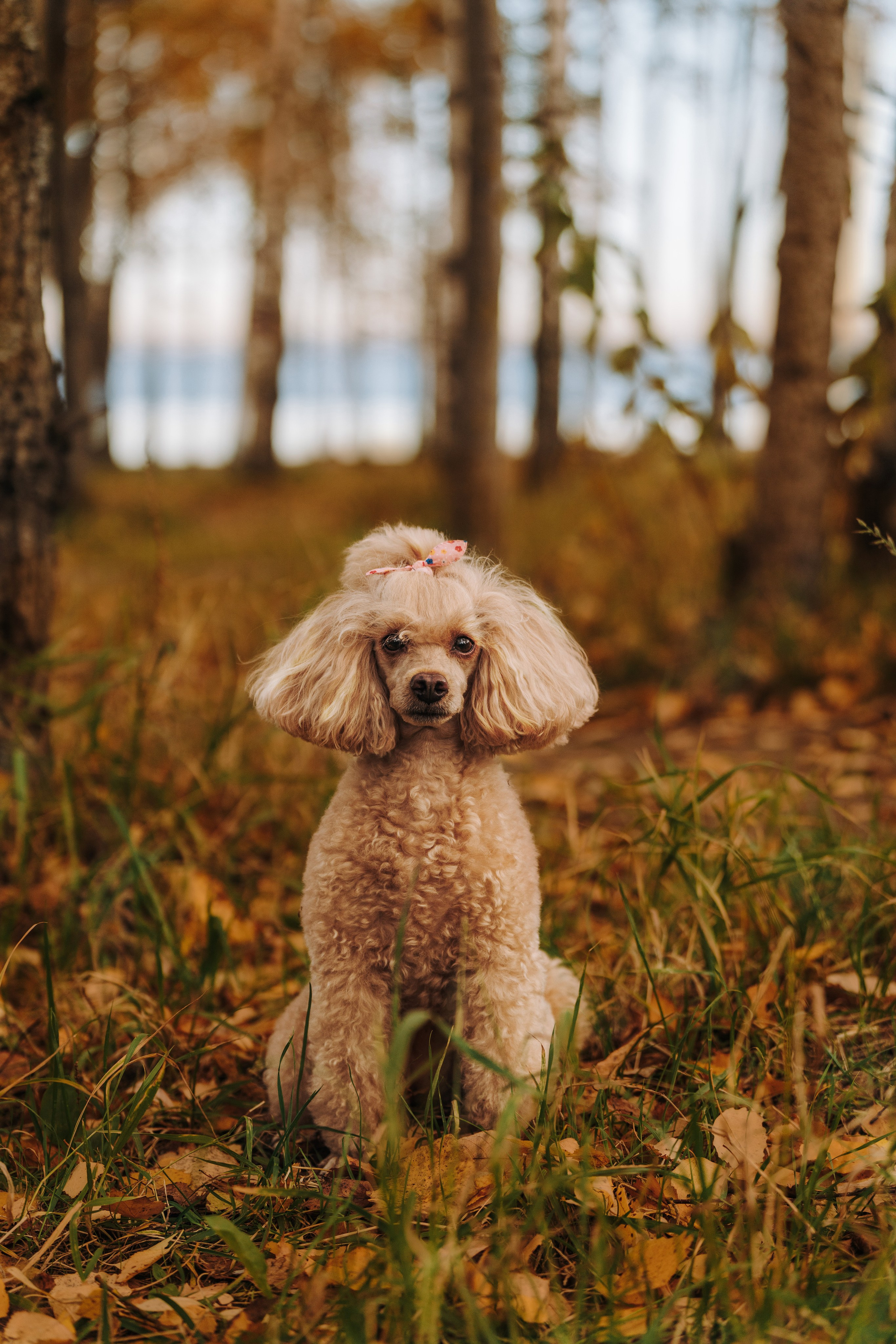 Фотосессия с собакой на пляже. Фотограф анималист в Спб недорого Олеся Майорова