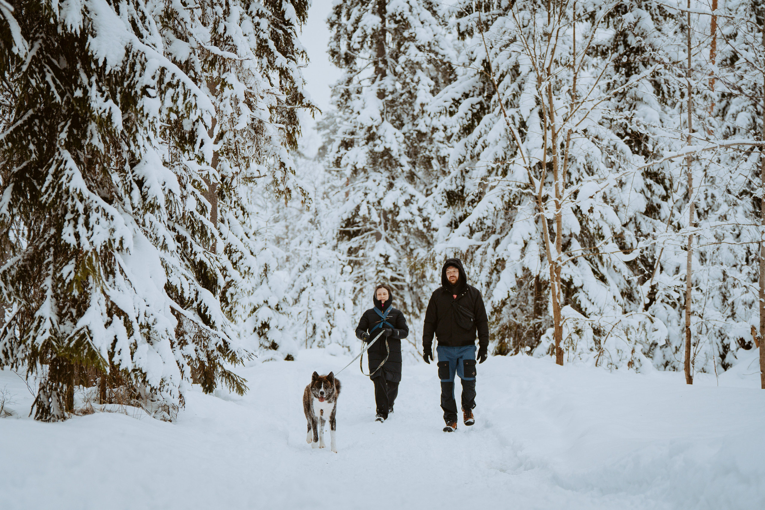 Дог трекинг. Фотограф анималист в Спб недорого Олеся Майорова