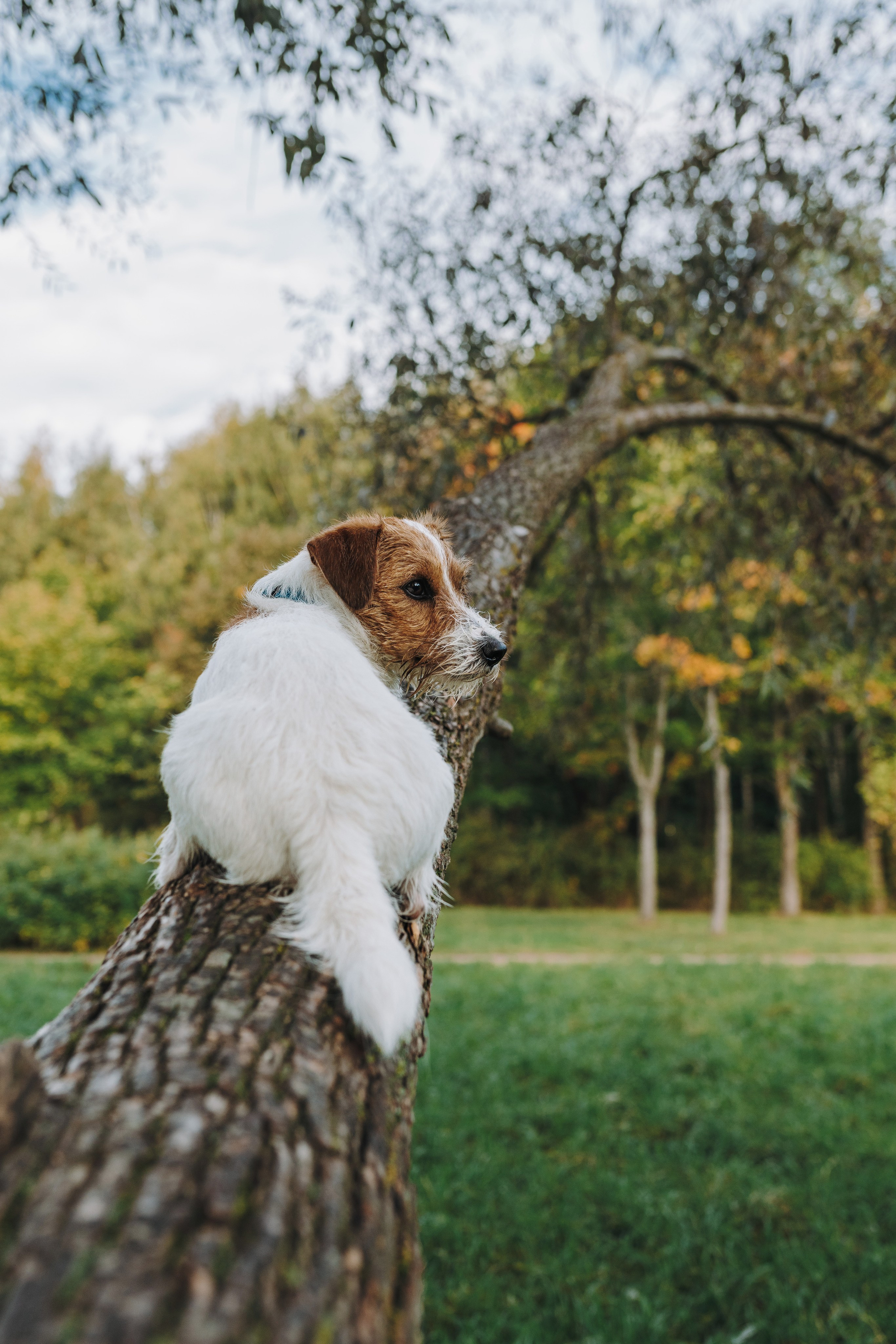 Фотосессия с маленькой собакой Спб. Фотограф анималист в Спб недорого Олеся Майорова