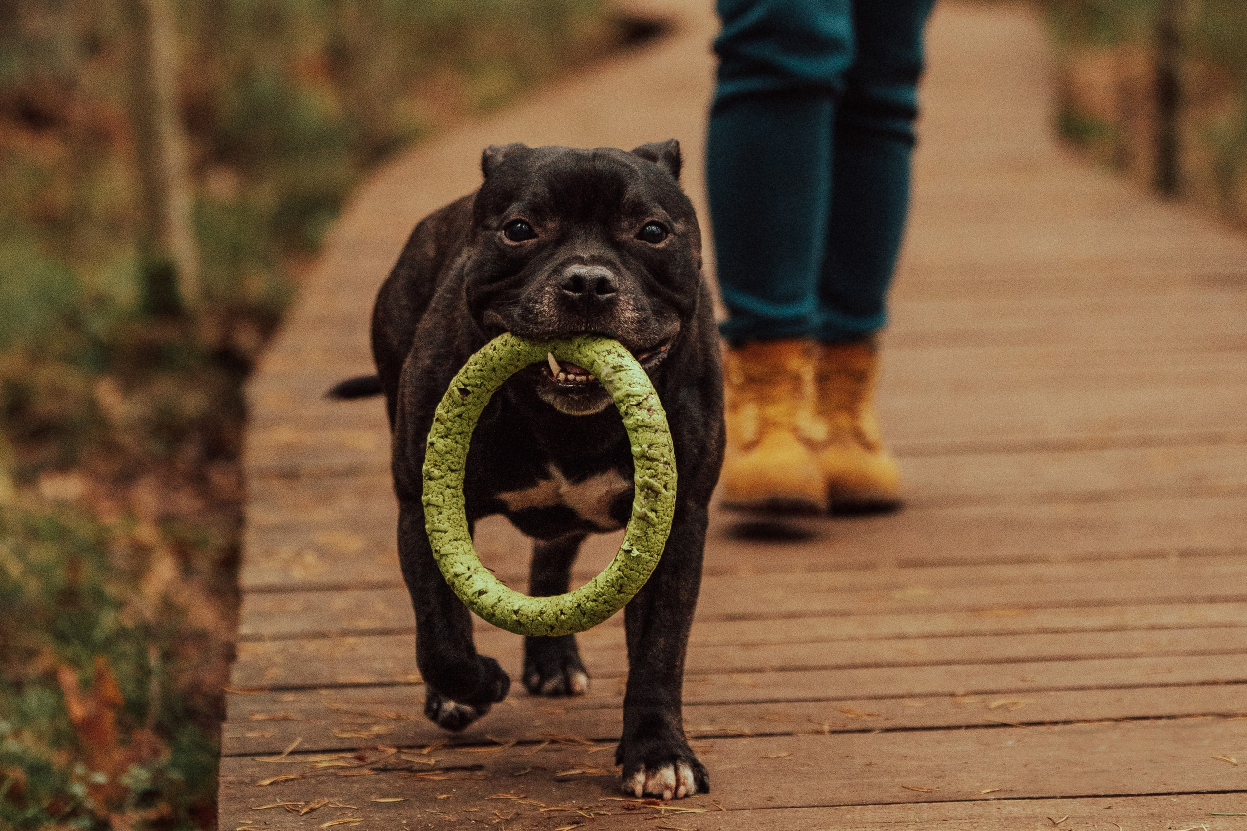 Фотограф анималист в Санкт-Петербурге. Фотограф анималист в Спб недорого Олеся Майорова