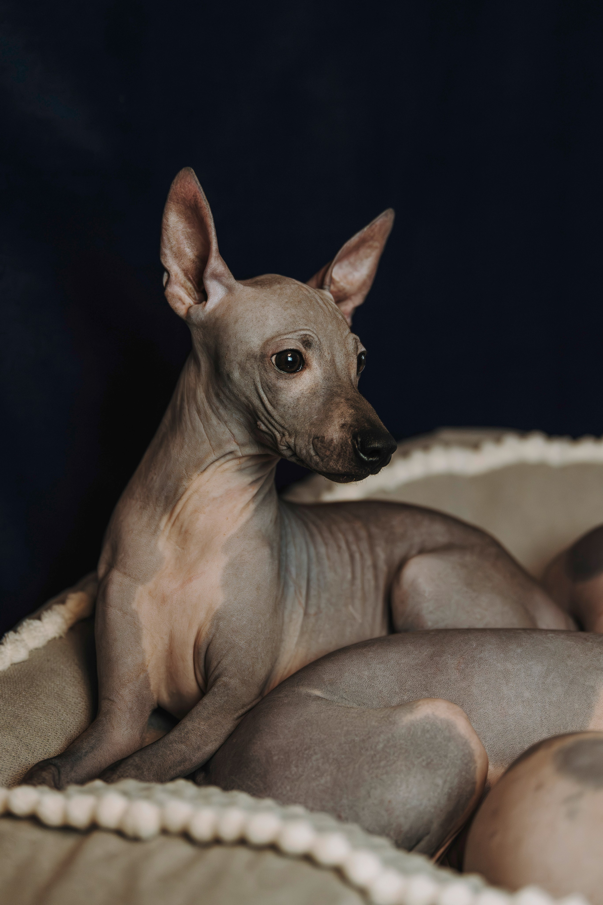 Малыши американского голого терьера. Фотограф анималист в Спб недорого Олеся Майорова