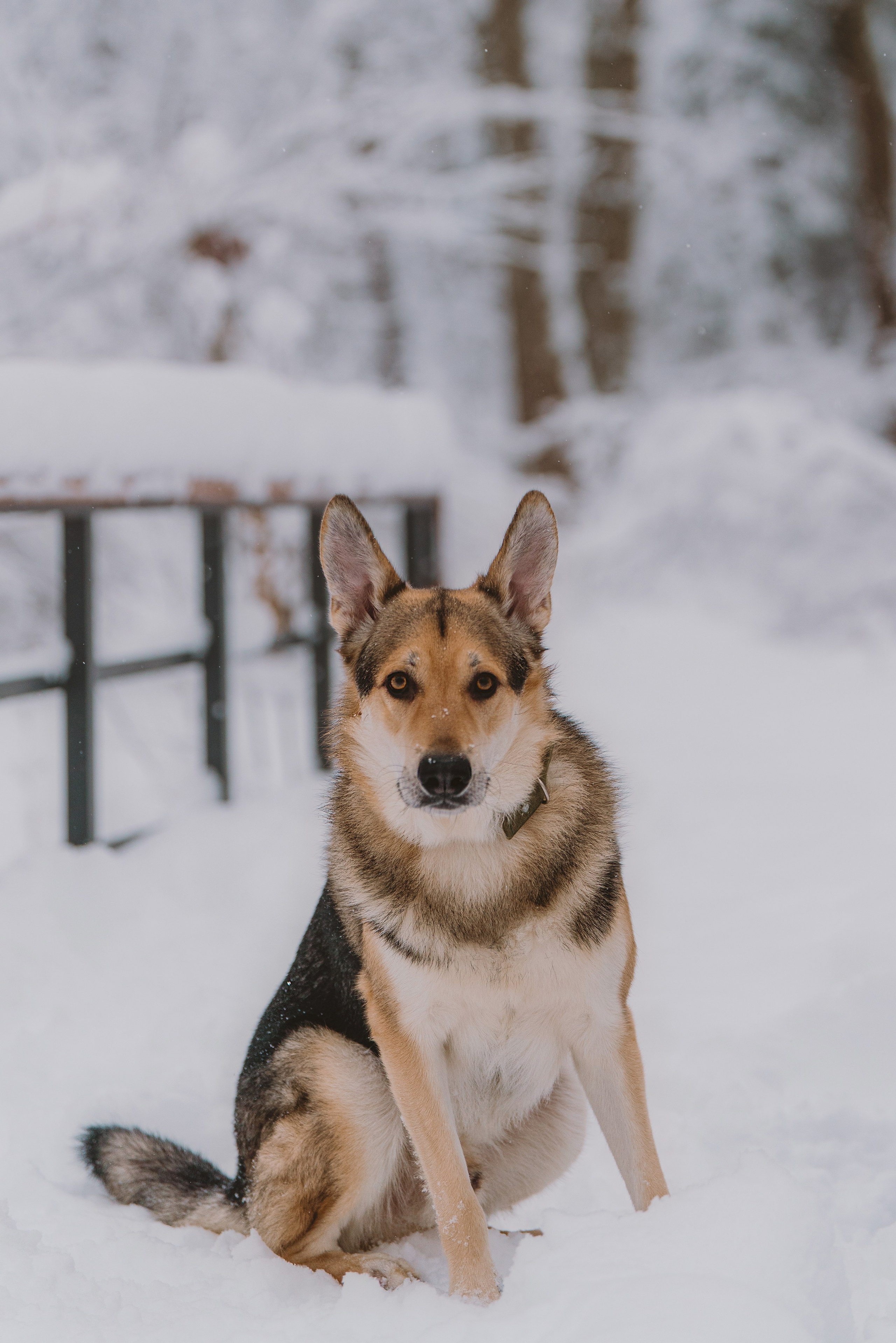 Фотосессия с питомцами на природе. Фотограф анималист в Спб недорого Олеся Майорова
