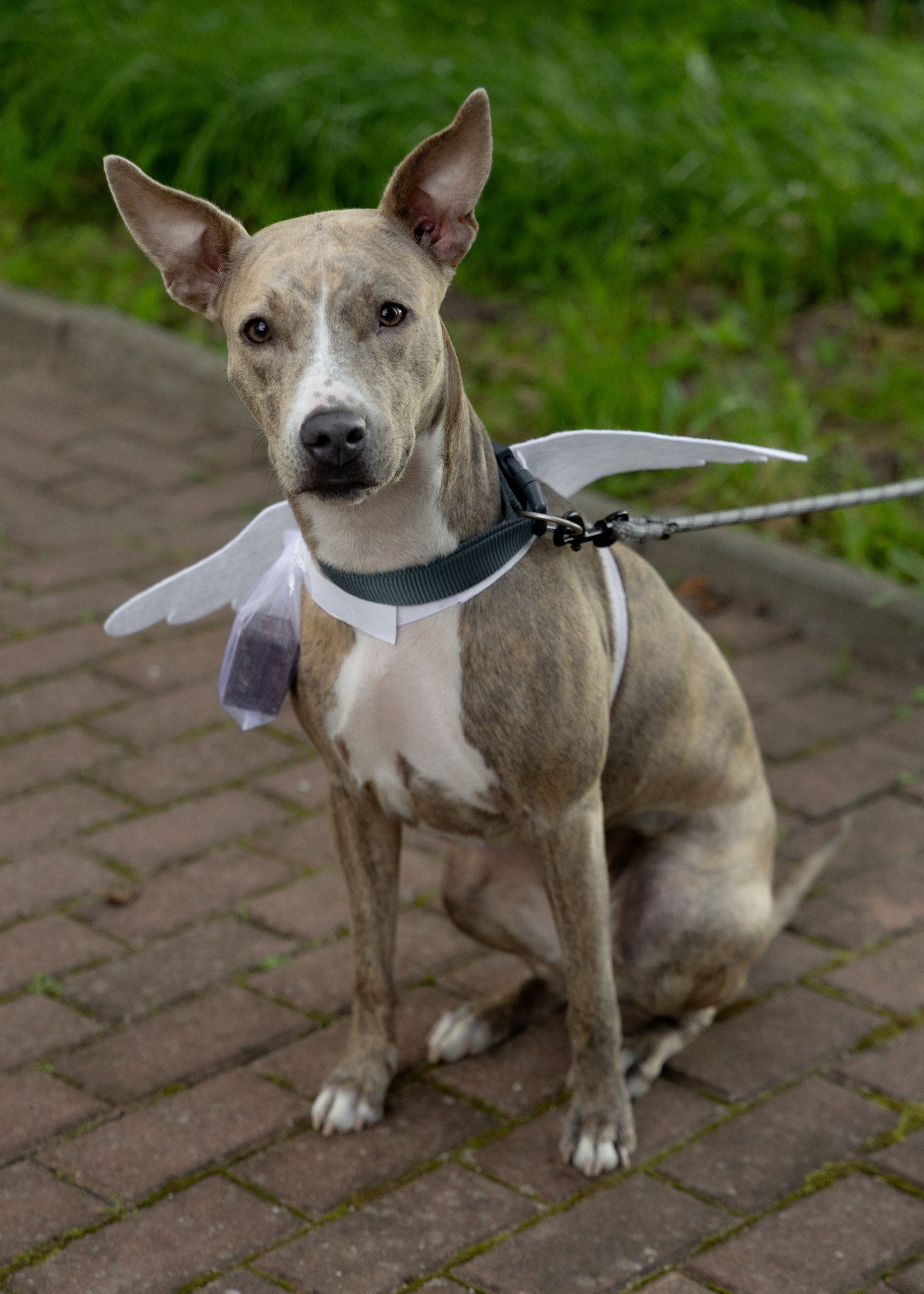 Денис & Дарья | в лесу. Фотограф в Калининграде Сокирко Светлана