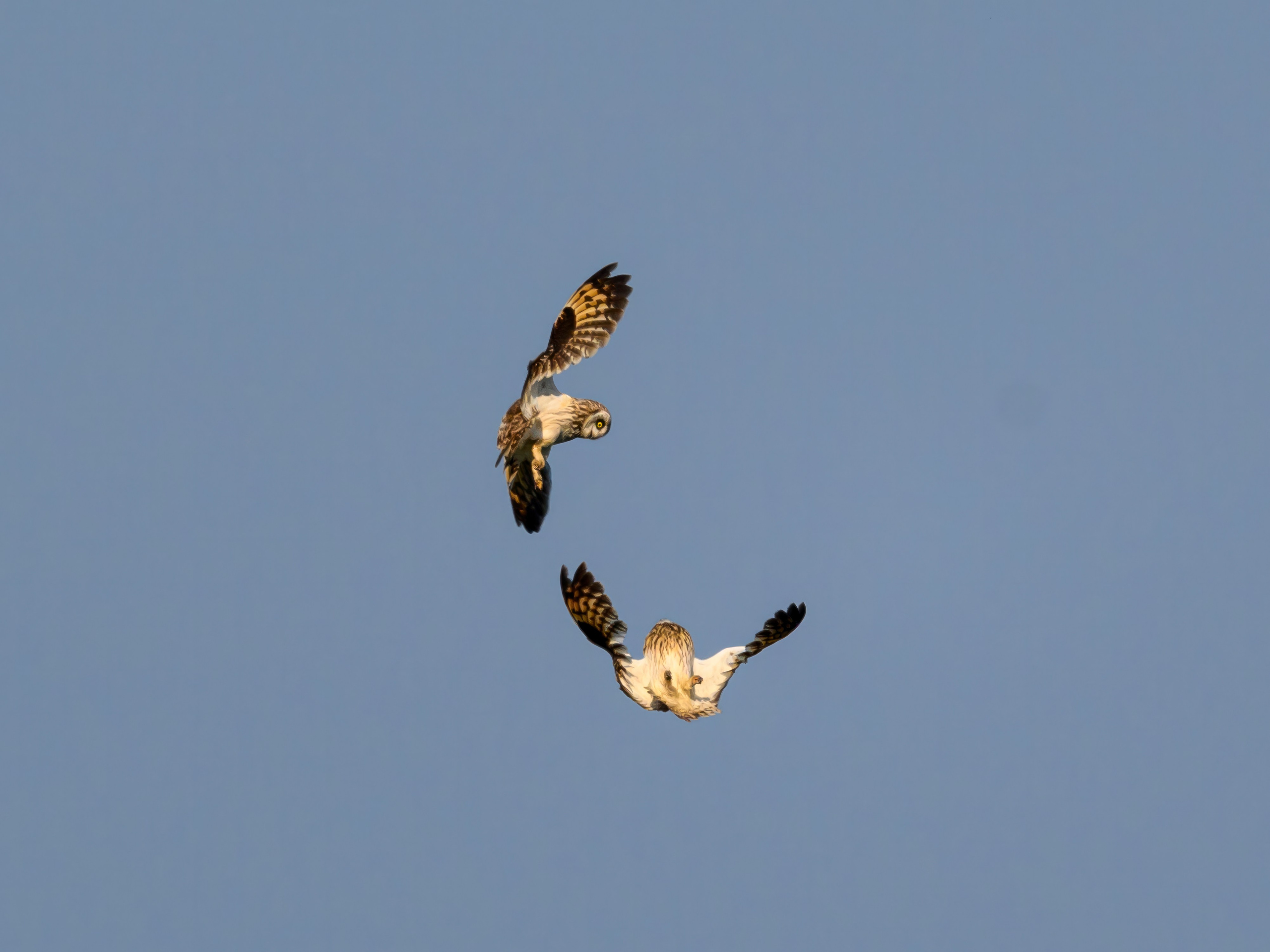 Совы делят территорию. Фотограф Сергей Пупонин