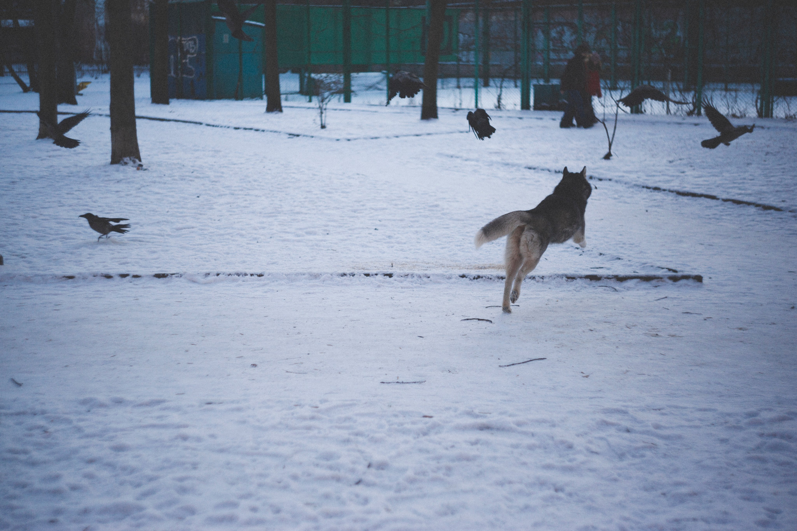 В Алексеевском саду. Фотограф Адигамова Юлия в Петербурге
