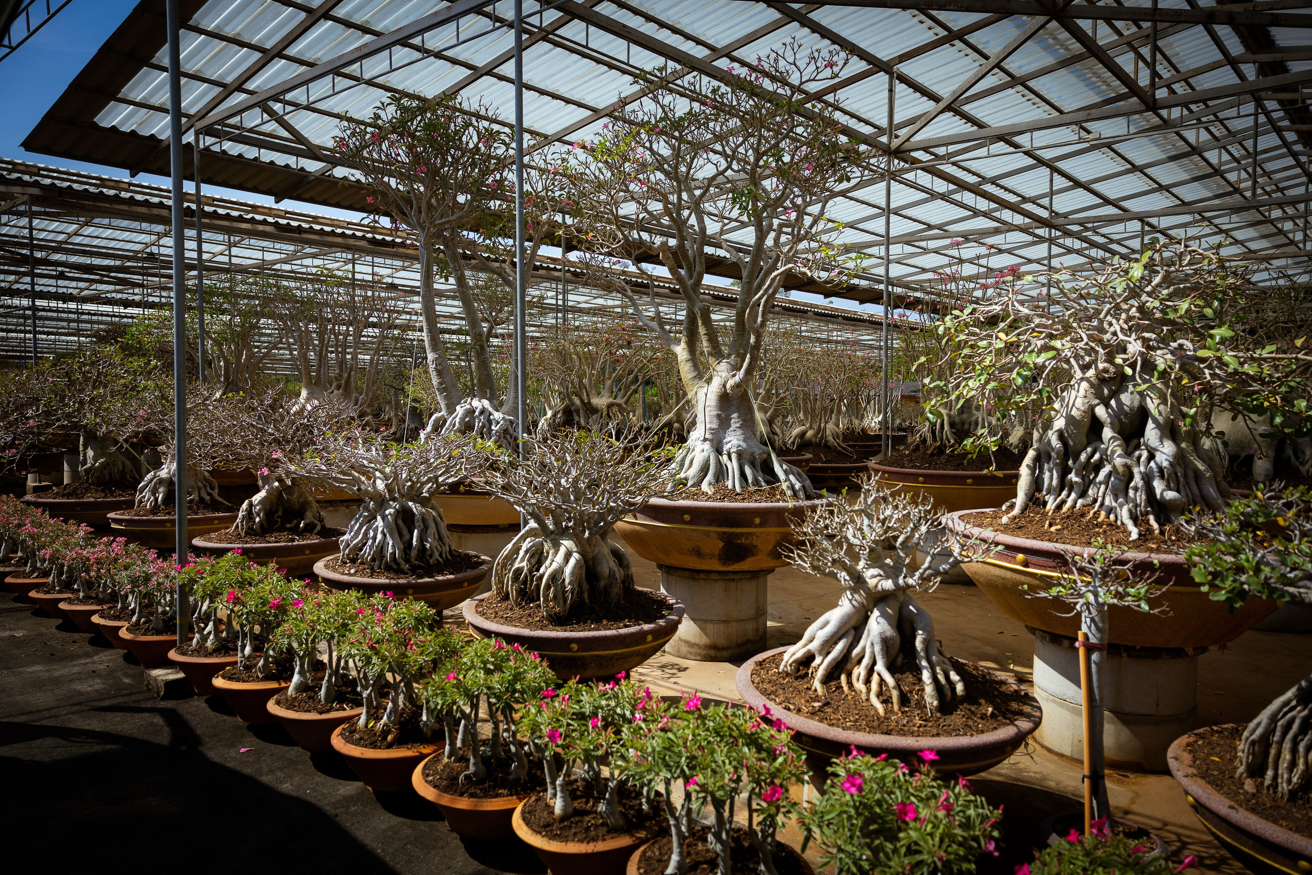 Таиланд (зима 2025). Фотограф Виноградов Константин