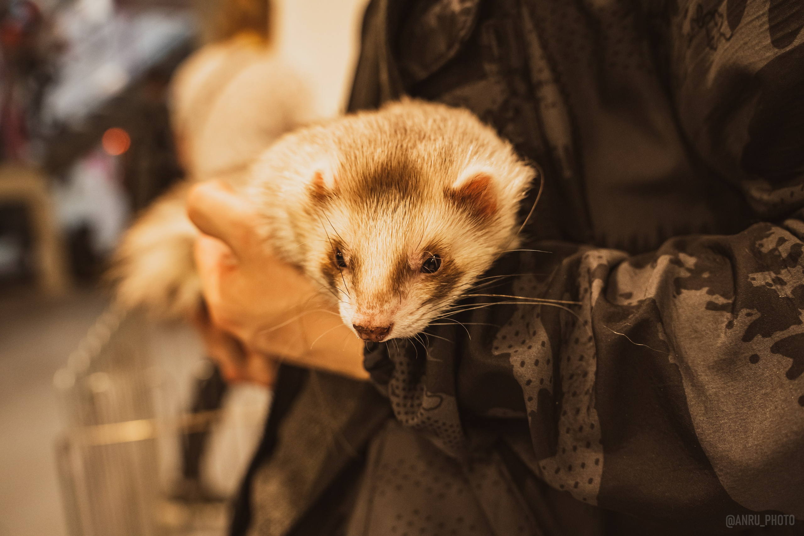 Fox Family fest. Репортажный фотограф Анастасия Рубцова