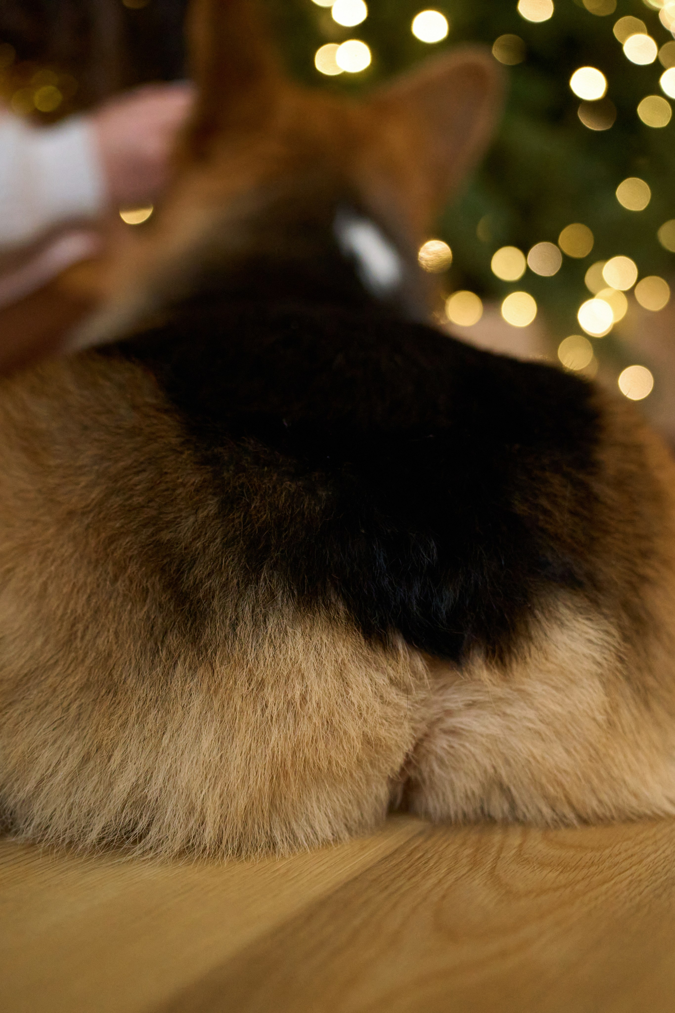 Максим, Кристина и Кофри. Фотограф из Владивостока Юлия Черепова