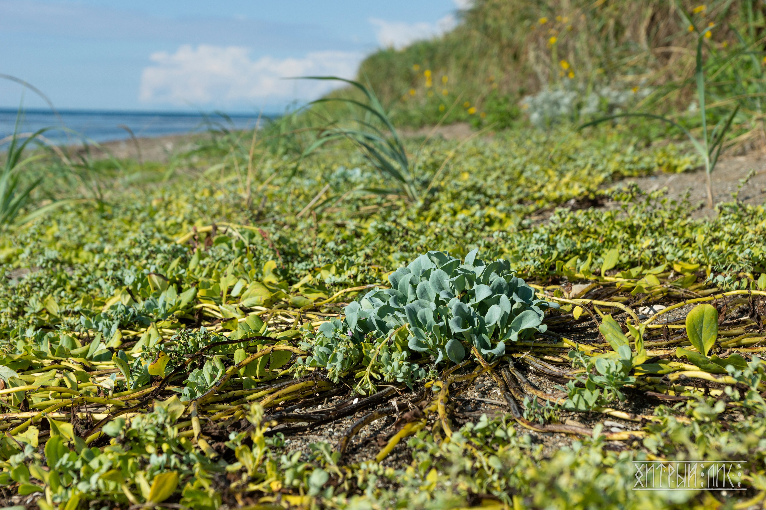 Сахалин. Фотограф-путешественник Самойлов Максим «Sly Fox»