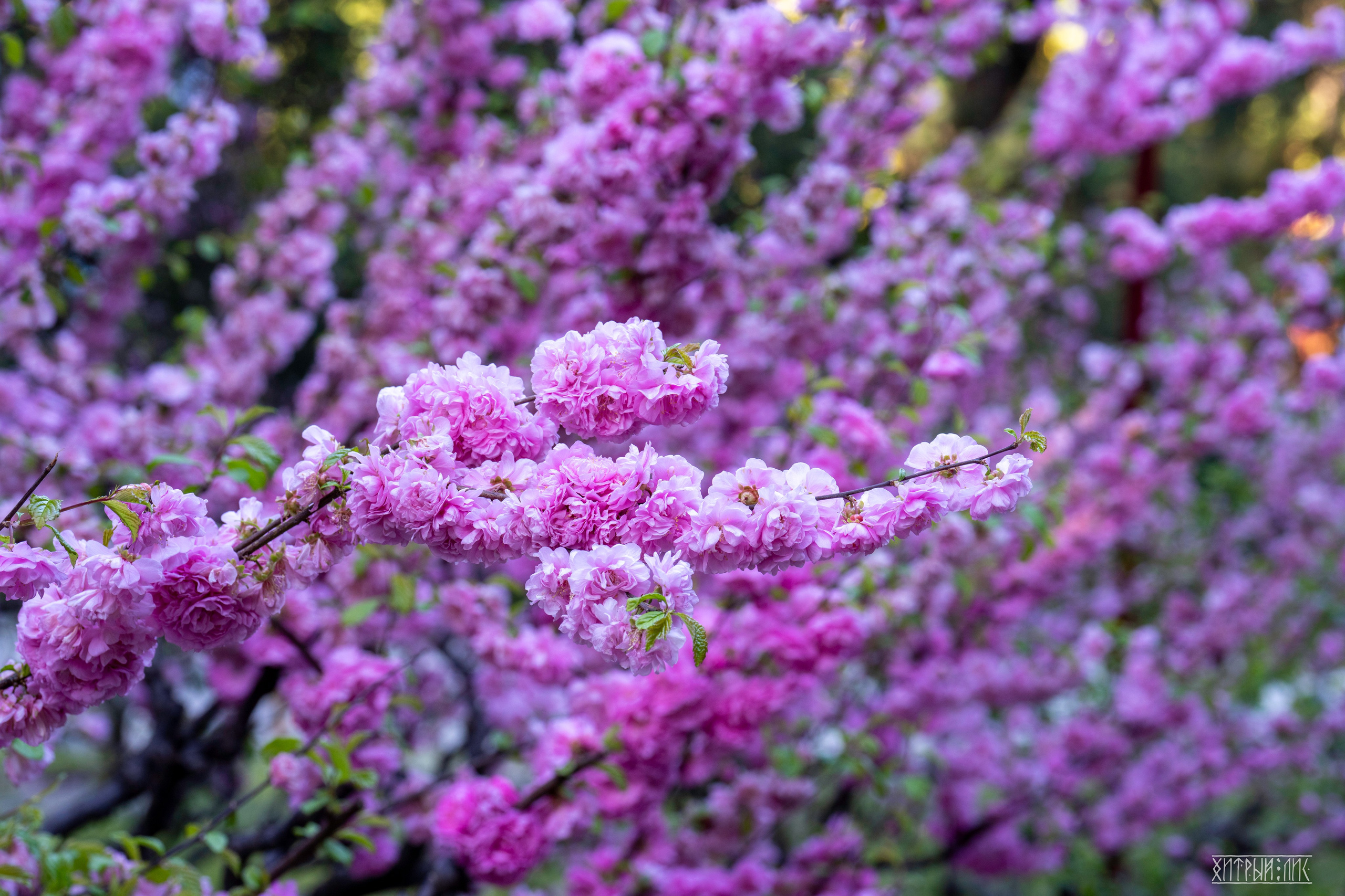 Пекин. Фотограф-путешественник Самойлов Максим «Sly Fox»