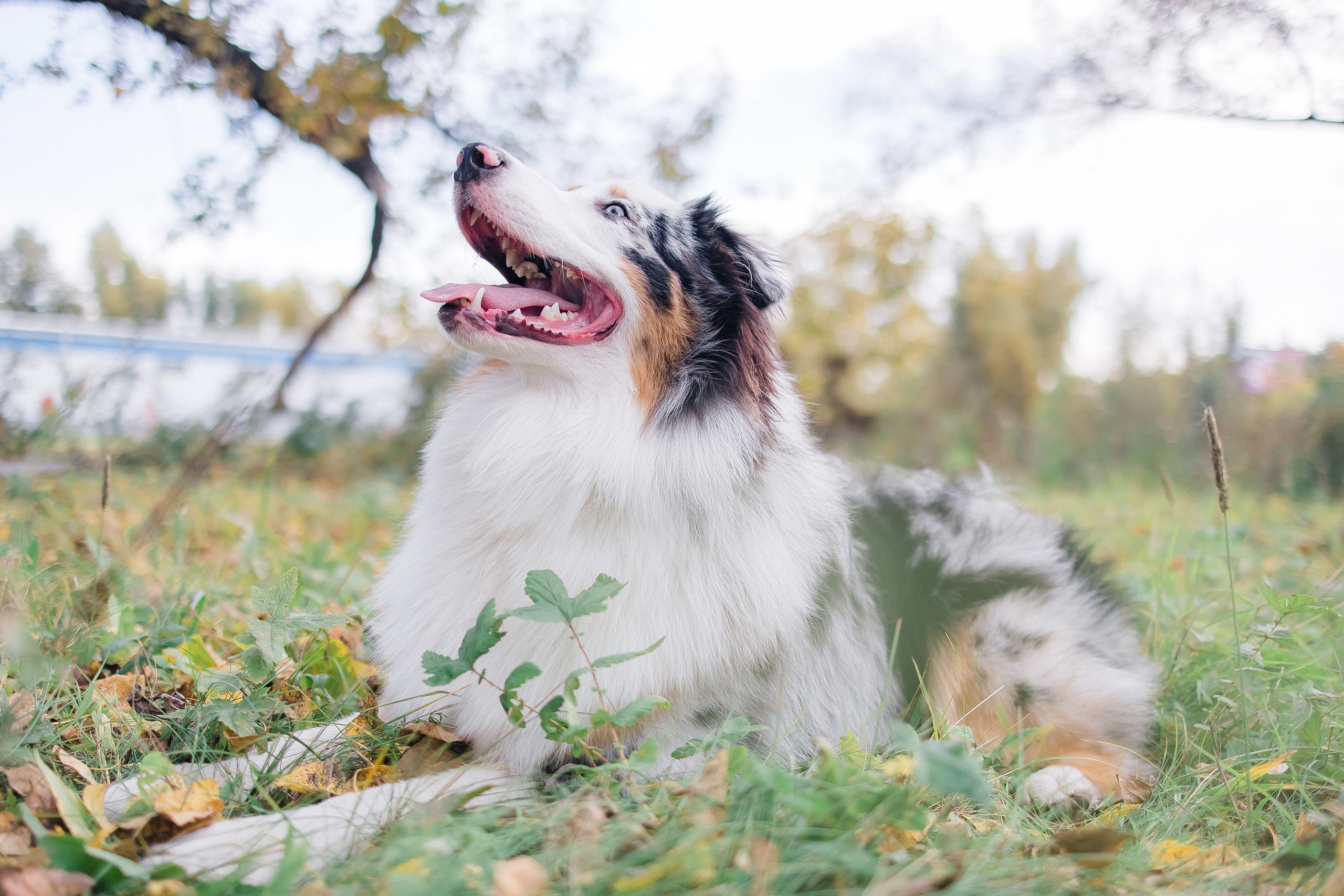 Аусси Дэймон. Свадебный и женский фотограф
