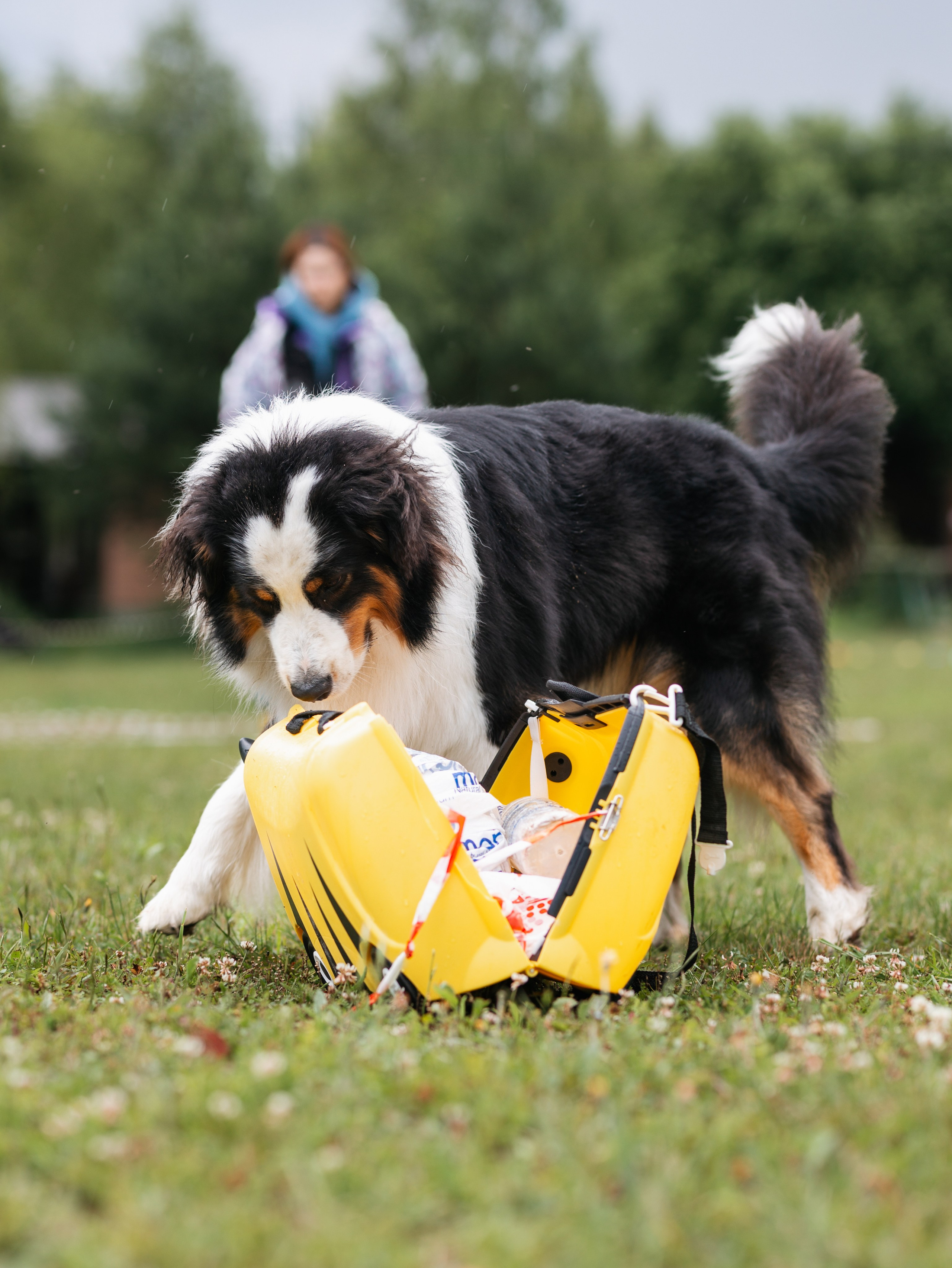Лагерь ноузворк. Фотограф-анималист в Москве Кириллова Татьяна