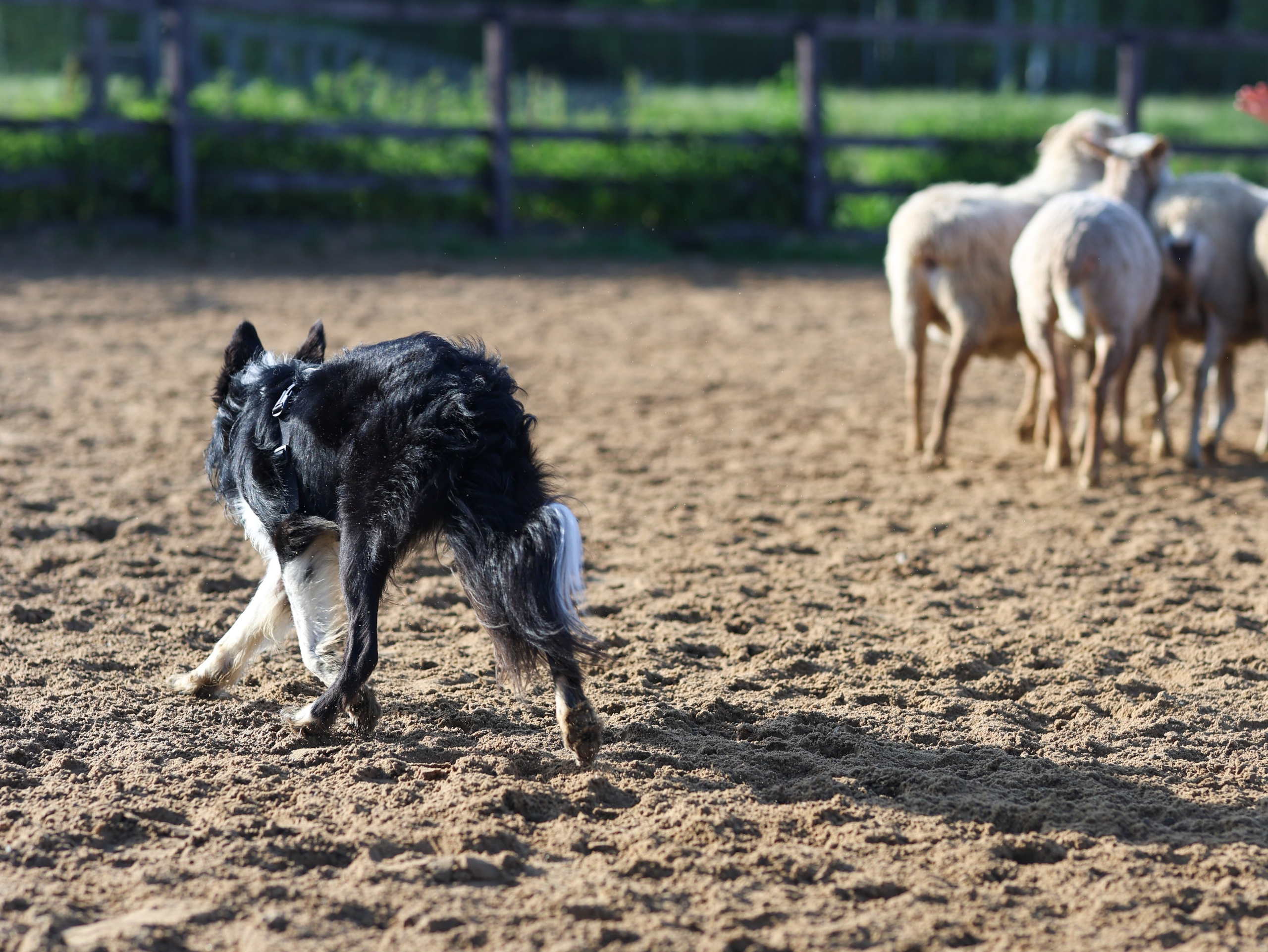 Пастьба. Фотограф-анималист в Москве Кириллова Татьяна