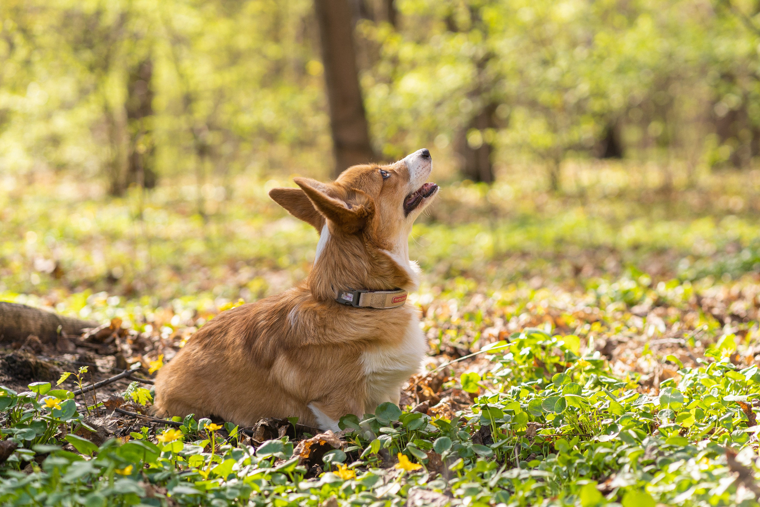 Саша, Настя, Луна. Свадебный фотограф в Москве Анна Полушина