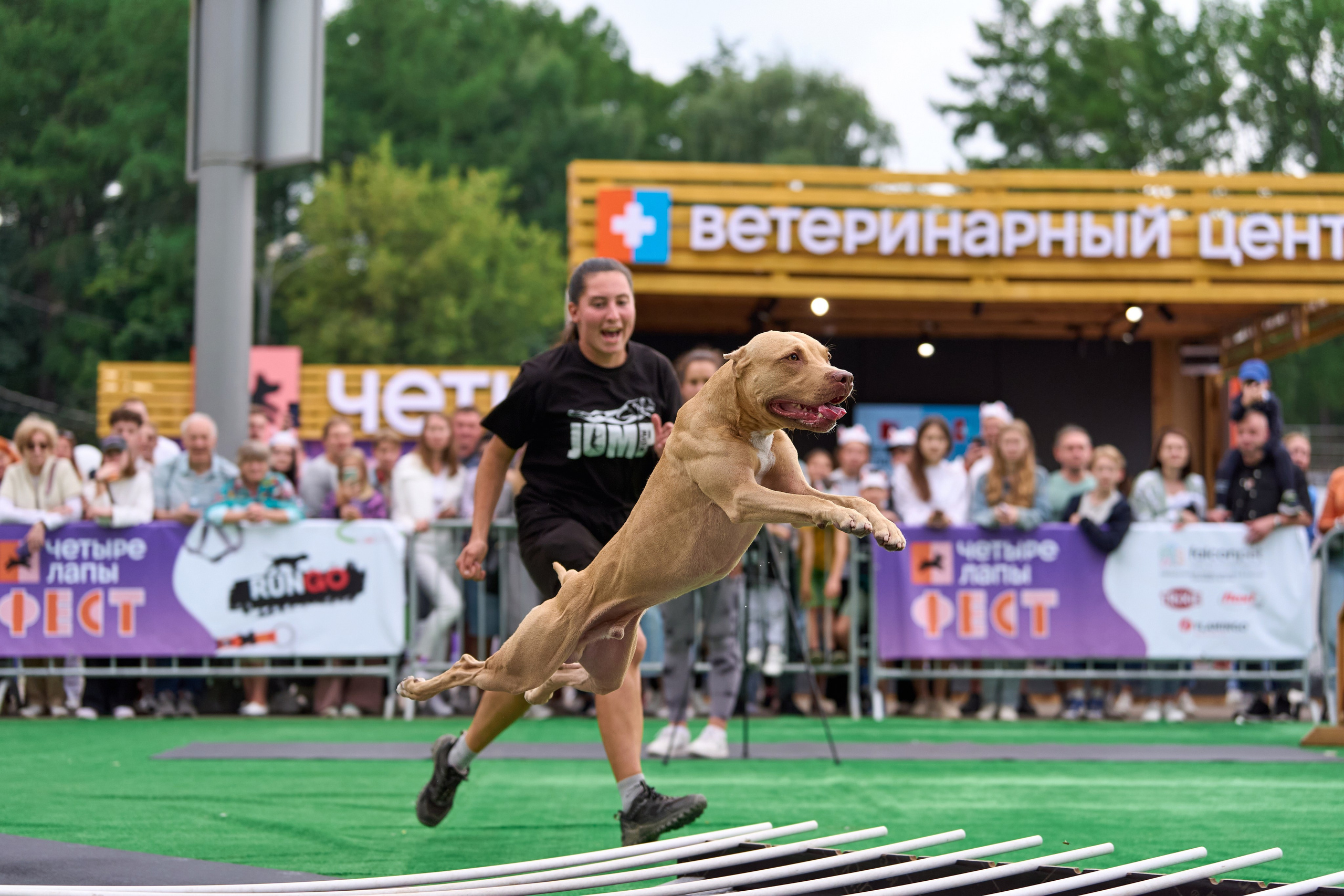 4 лапы Фест. Многоборье. Фотограф-анималист Михаил Манухин