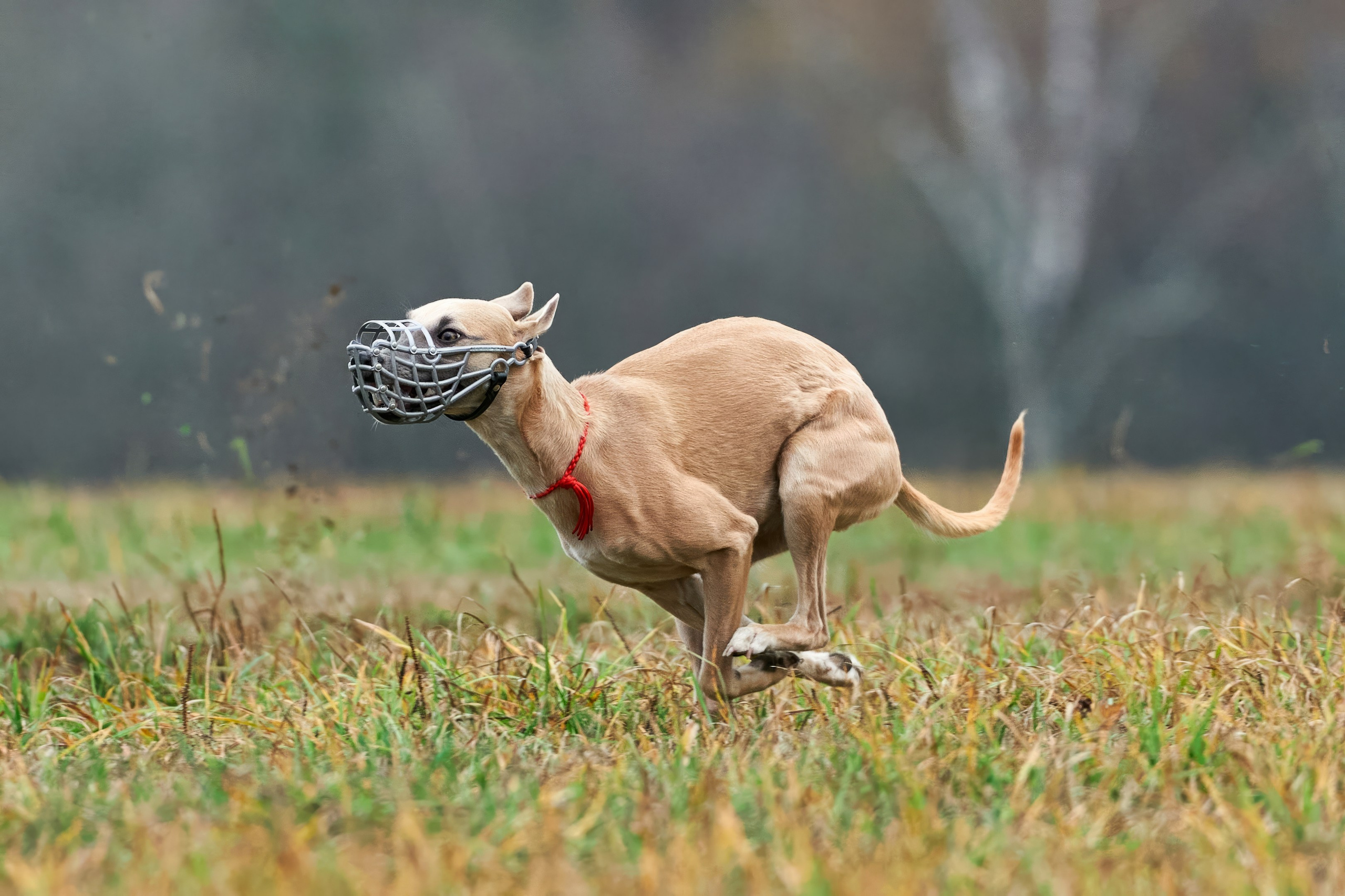 Репортажная съемка. Фотограф-анималист Михаил Манухин